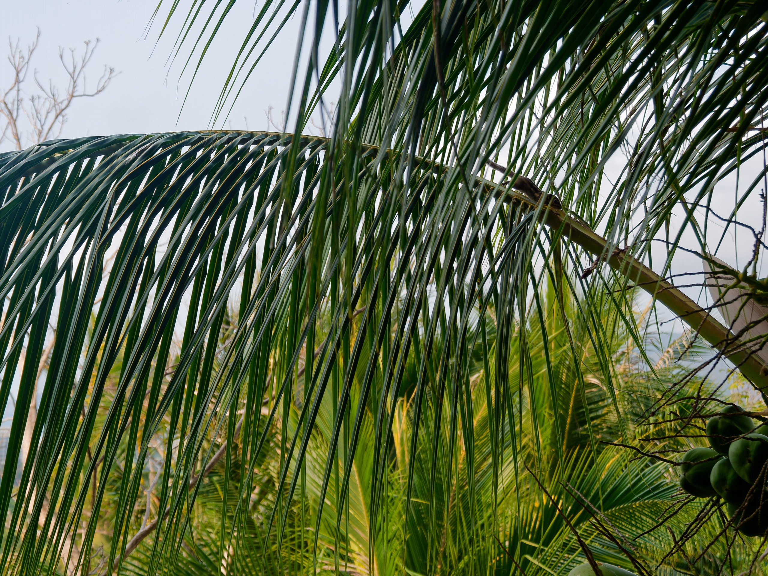 Хайнань 2026, белки. Фотопрогулки по Миру