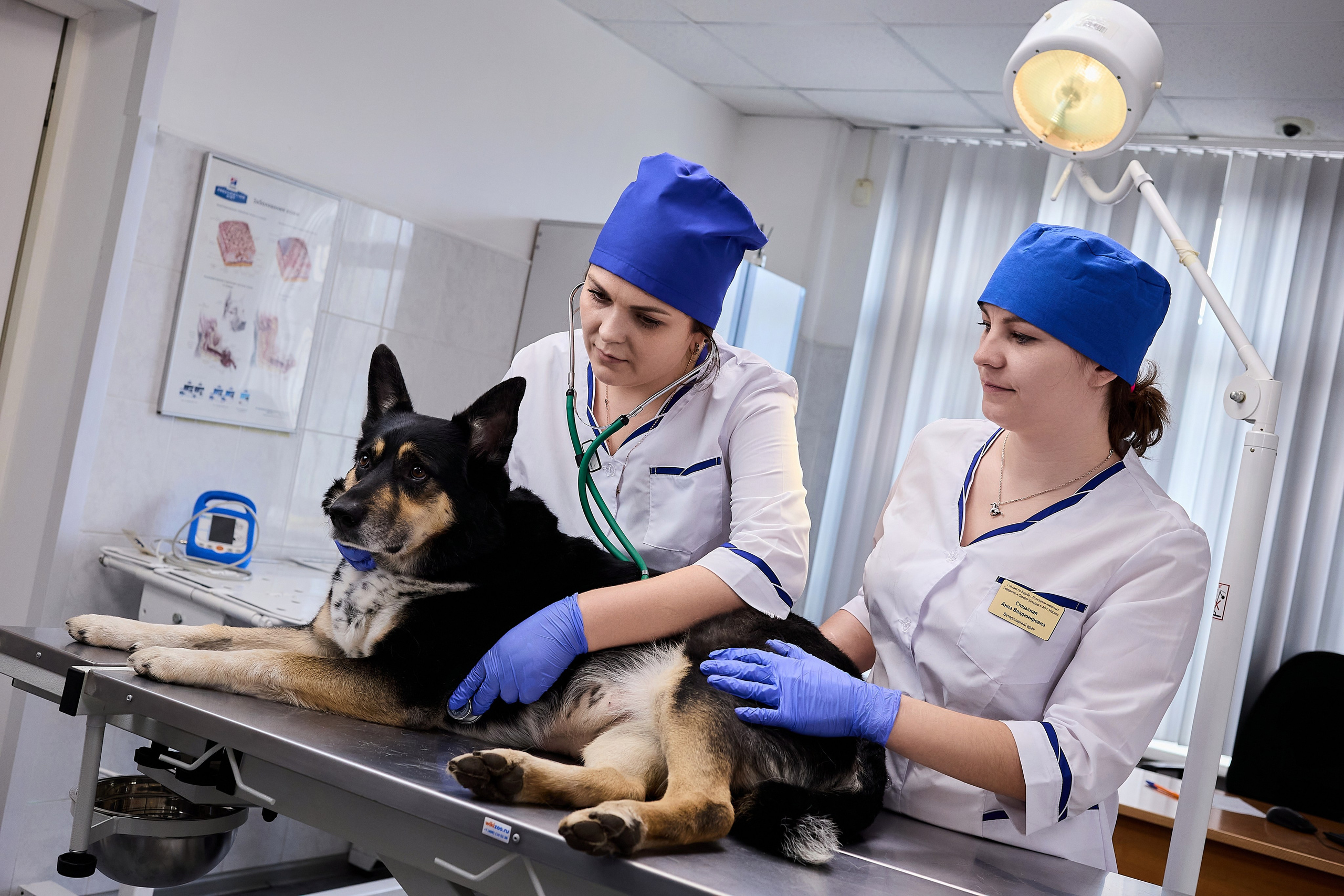 Контент для ветеринарного лендинга правительства Москвы. Фотограф и Видеограф в Москве. Олег Корушев