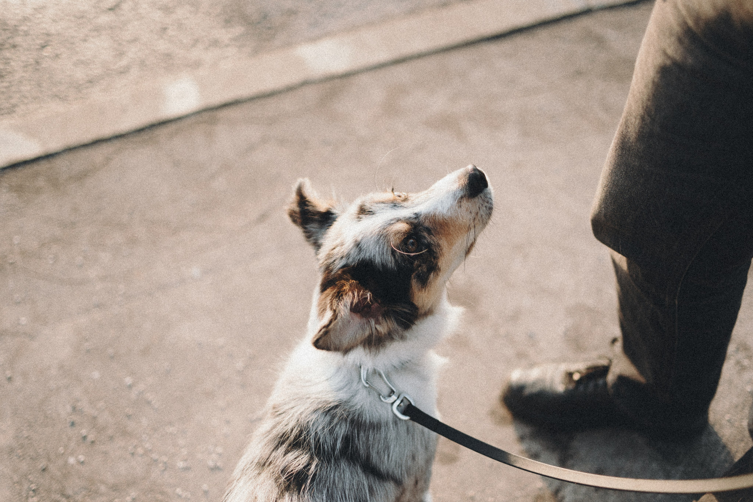 Балу и Илья. Фотограф анималист Анастасия Пикей