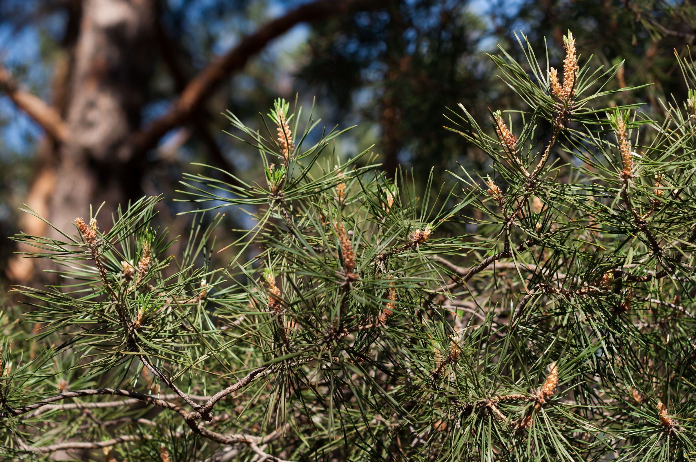 Love story. Свадебный фотограф Волгоград Роман Брызгалин и Натали Никитина