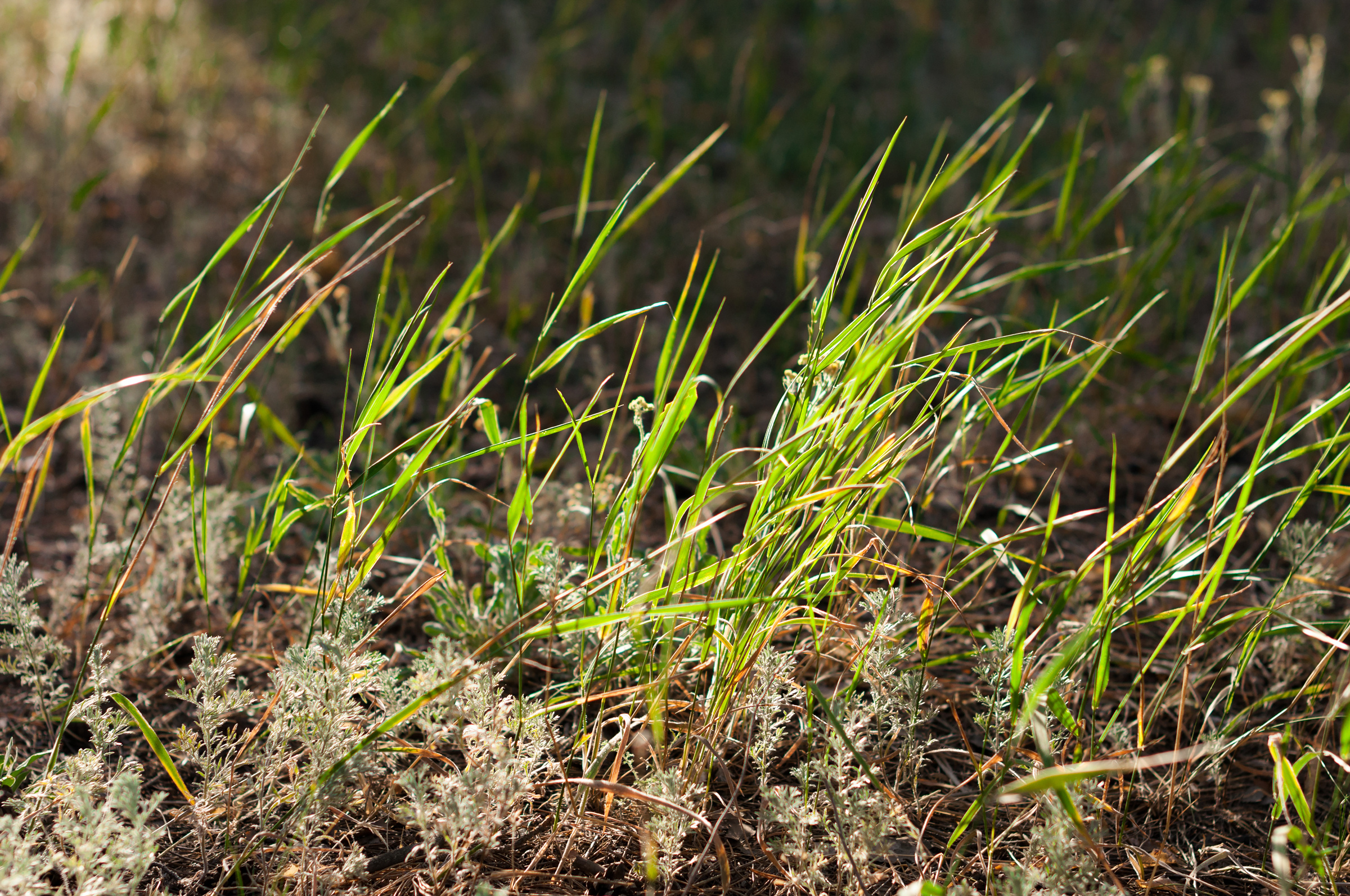 Love story. Свадебный фотограф Волгоград Роман Брызгалин и Натали Никитина