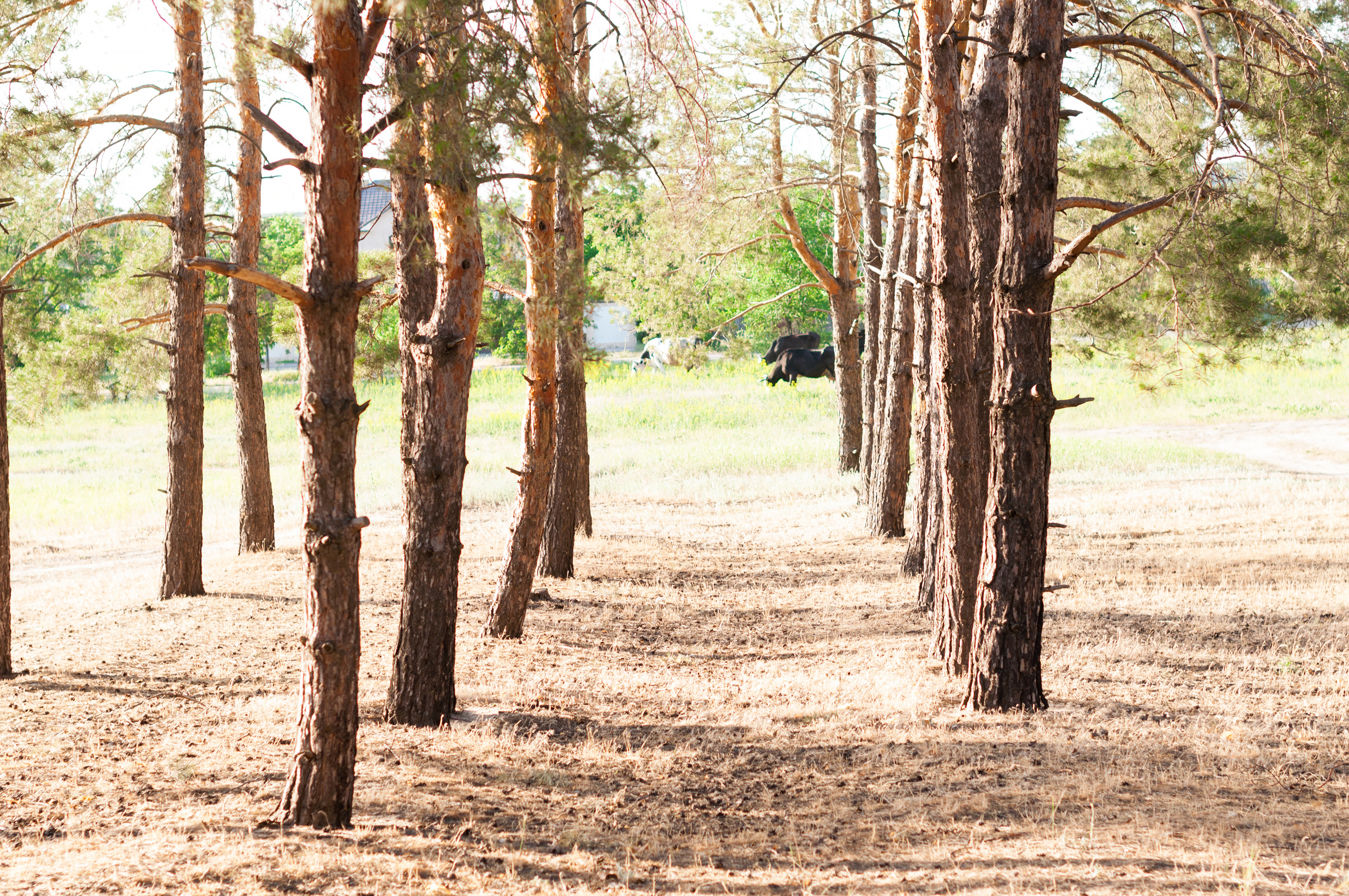 Love story. Свадебный фотограф Волгоград Роман Брызгалин и Натали Никитина