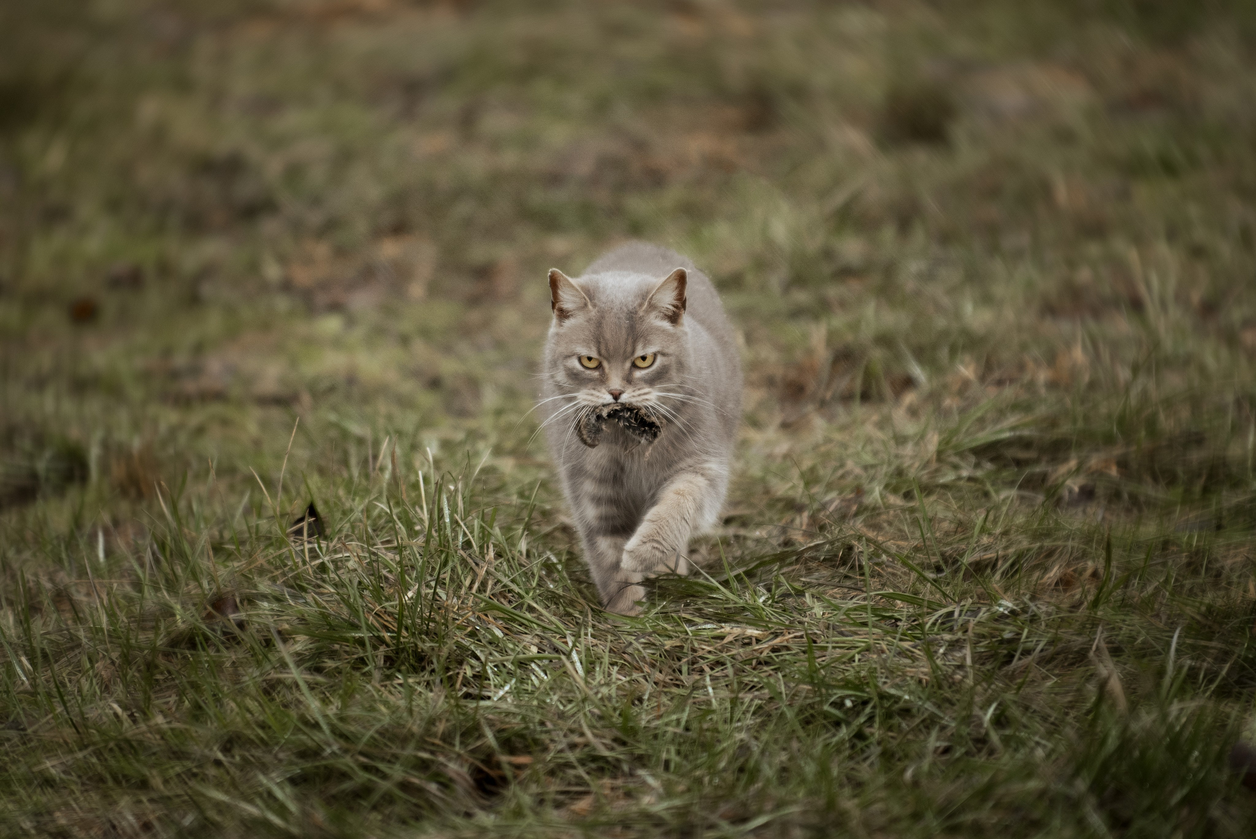 Мелкаши ЮНА. Куракина Дарья • Конный фотограф