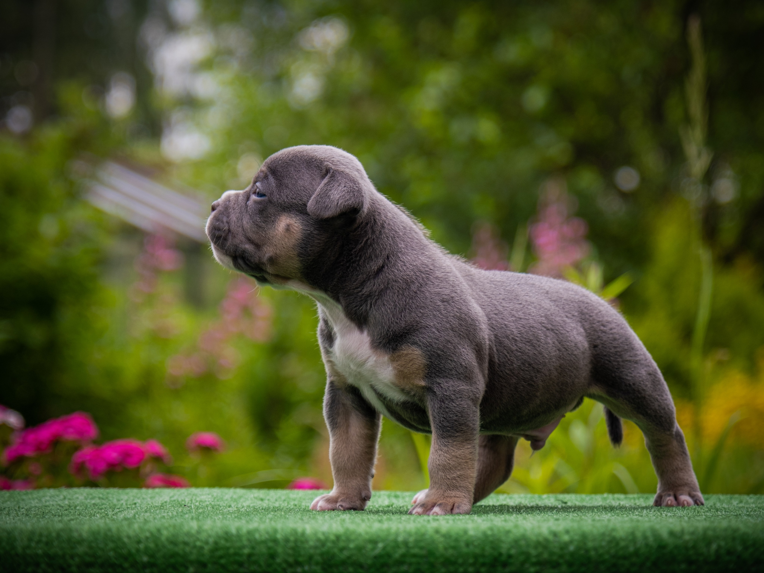 Американские булли для Ирины. Зоофотограф, фотограф животных в Москве и области Дина Дамоцева