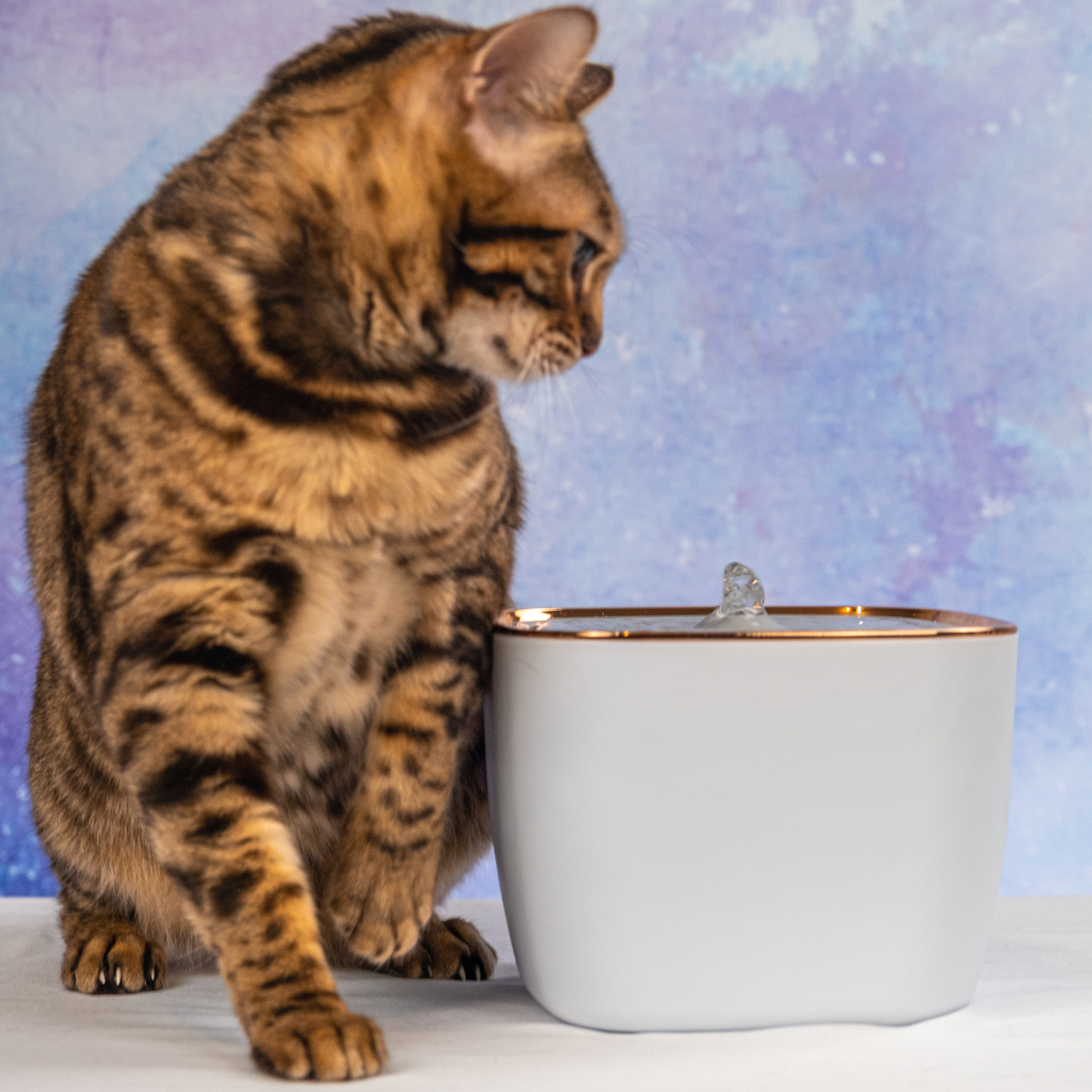 Питьевой фонтан для кошек и собак, для Нины!. Зоофотограф, фотограф животных в Москве и области Дина Дамоцева