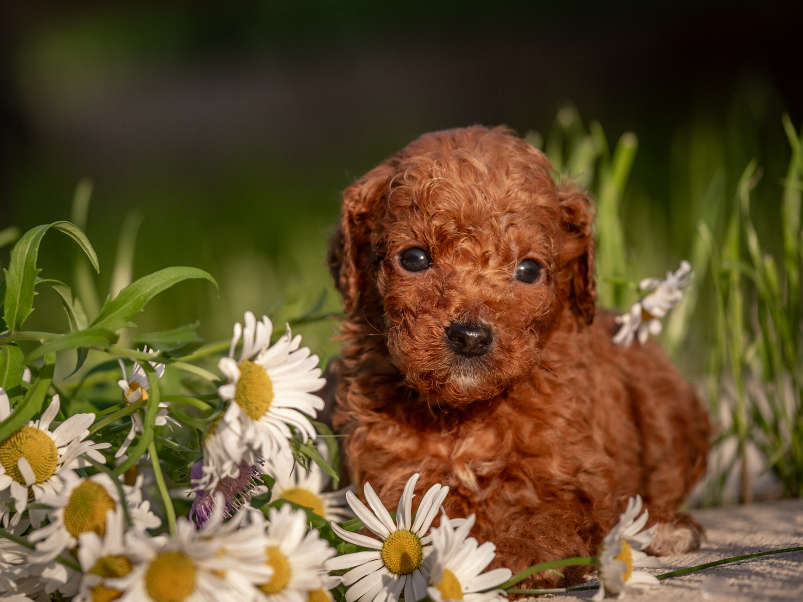 Неповторимые лабрадудли для Елены). Зоофотограф, фотограф животных в Москве и области Дина Дамоцева