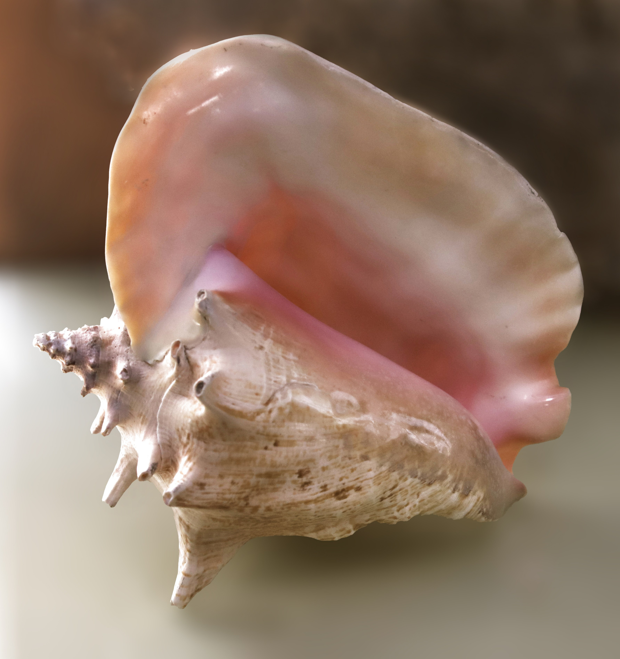 Морской калейдоскоп. Фотограф Юлия Маринина