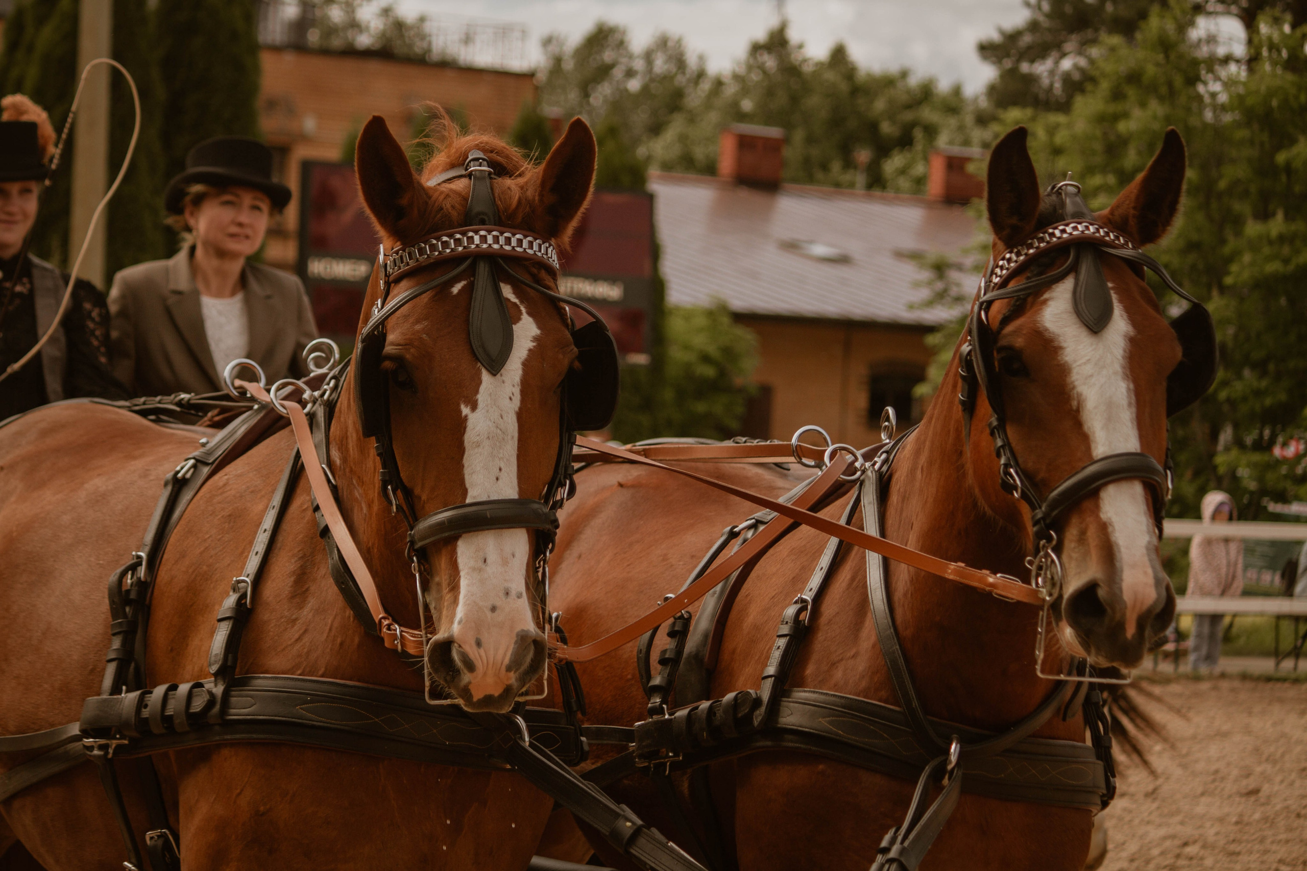 ИППОСФЕРА — Международная конная выставка. Создадим шедевр? Виталина и её фотоискусство