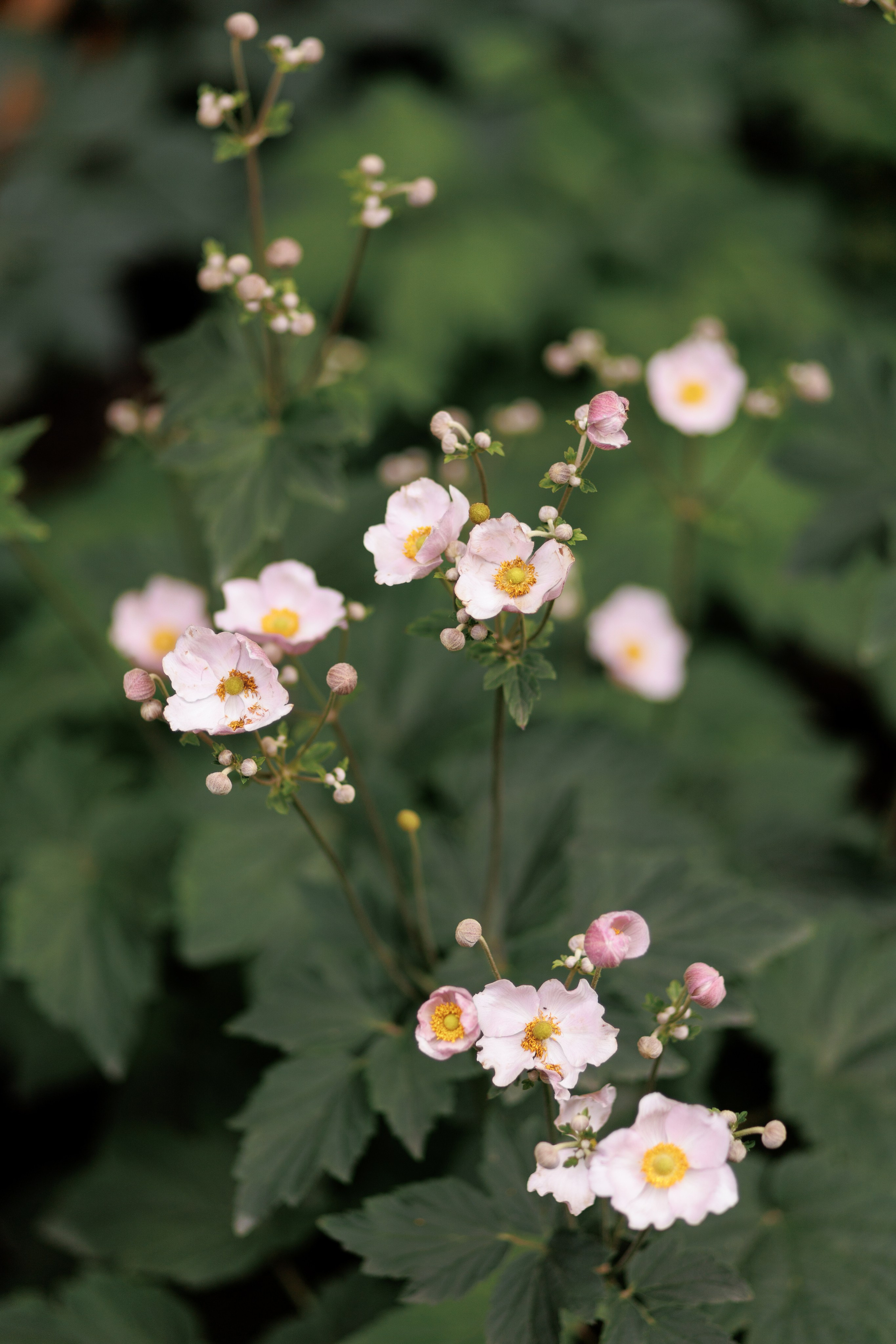 Татьяна и Илья. Щетинина Наталья свадебный фотограф Барнаул