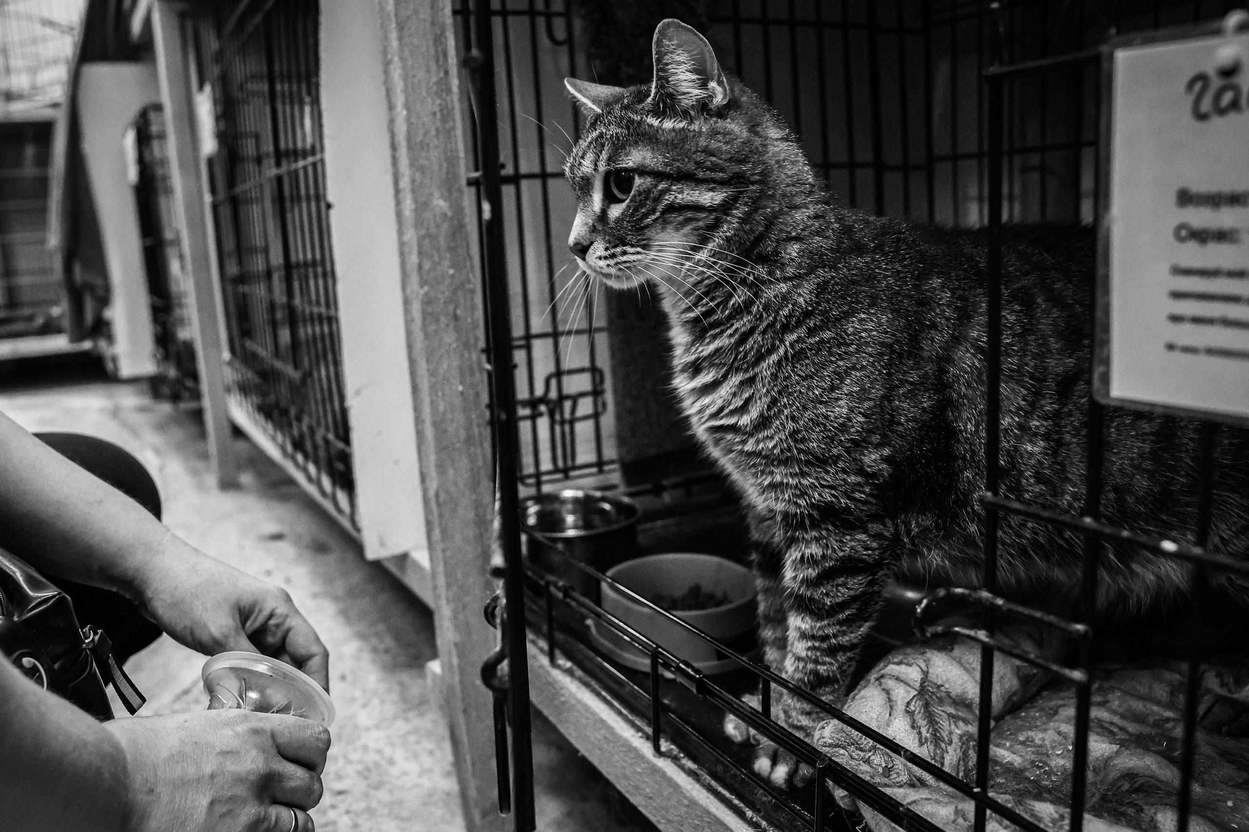 МУР КОША. Ekaterina Ageeva