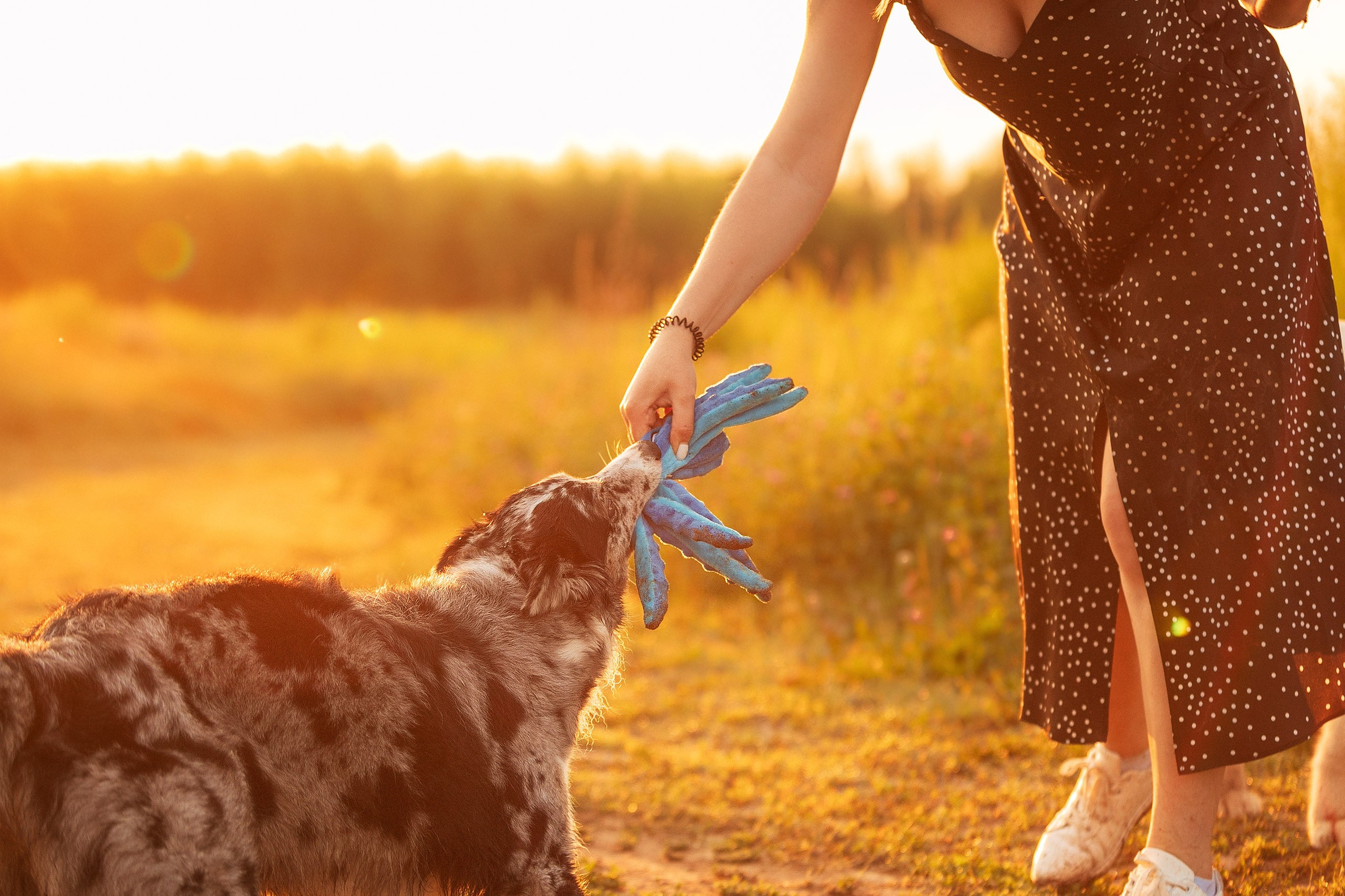 Таня и команда на рассвете. Фотограф анималист Кузнецова Анна Нижний Новгород