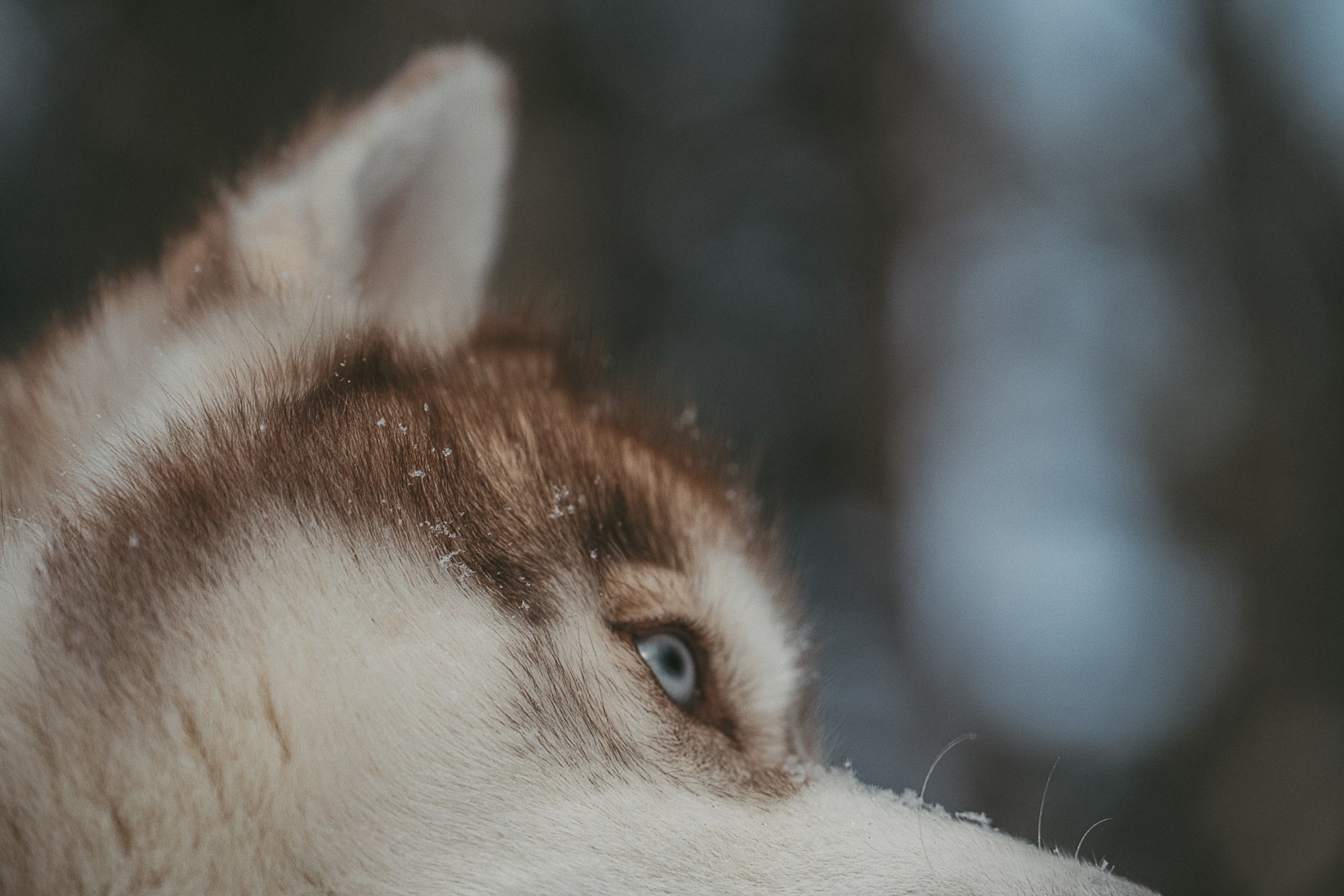 Полина, Уго и Пышка. Фотограф анималист в Москве и Санкт-Петербурге Свиридова Анна
