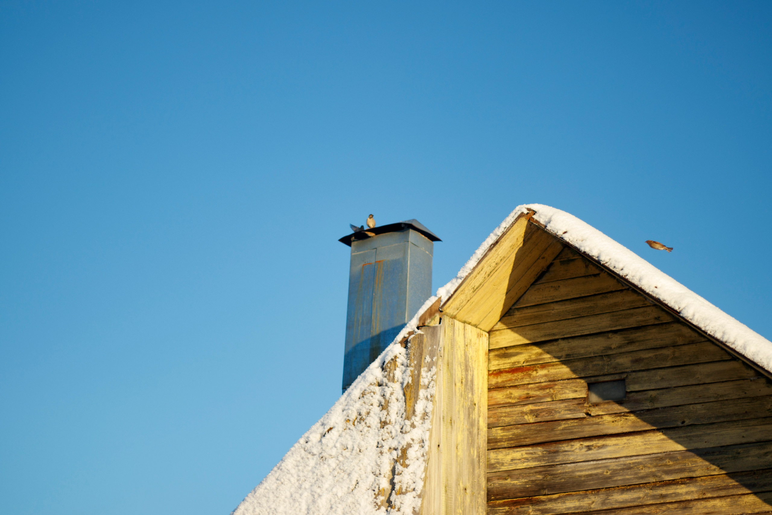 一月的花园 – 冬季静谧与脆弱自然摄影