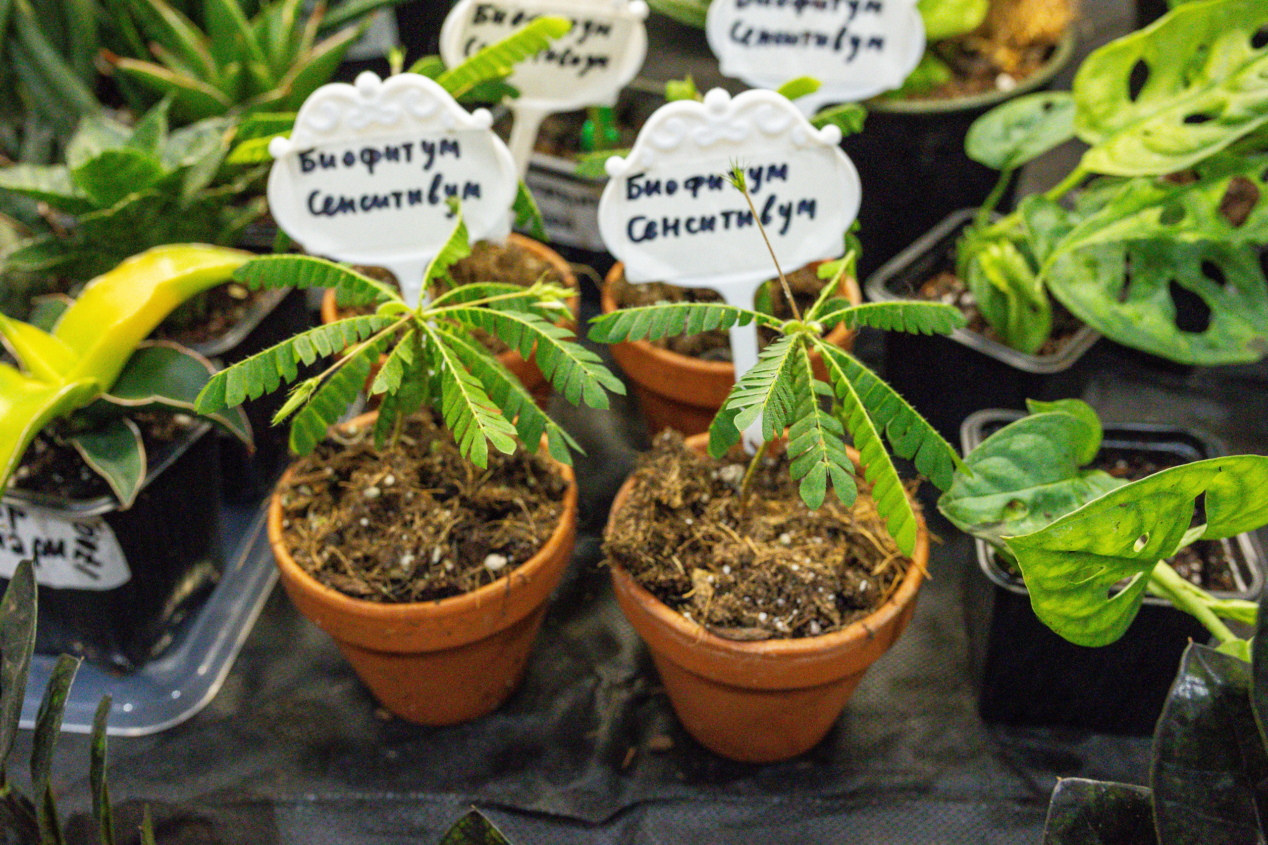 Монстериум апрель 2025. Александра Куликова фотограф, Москва