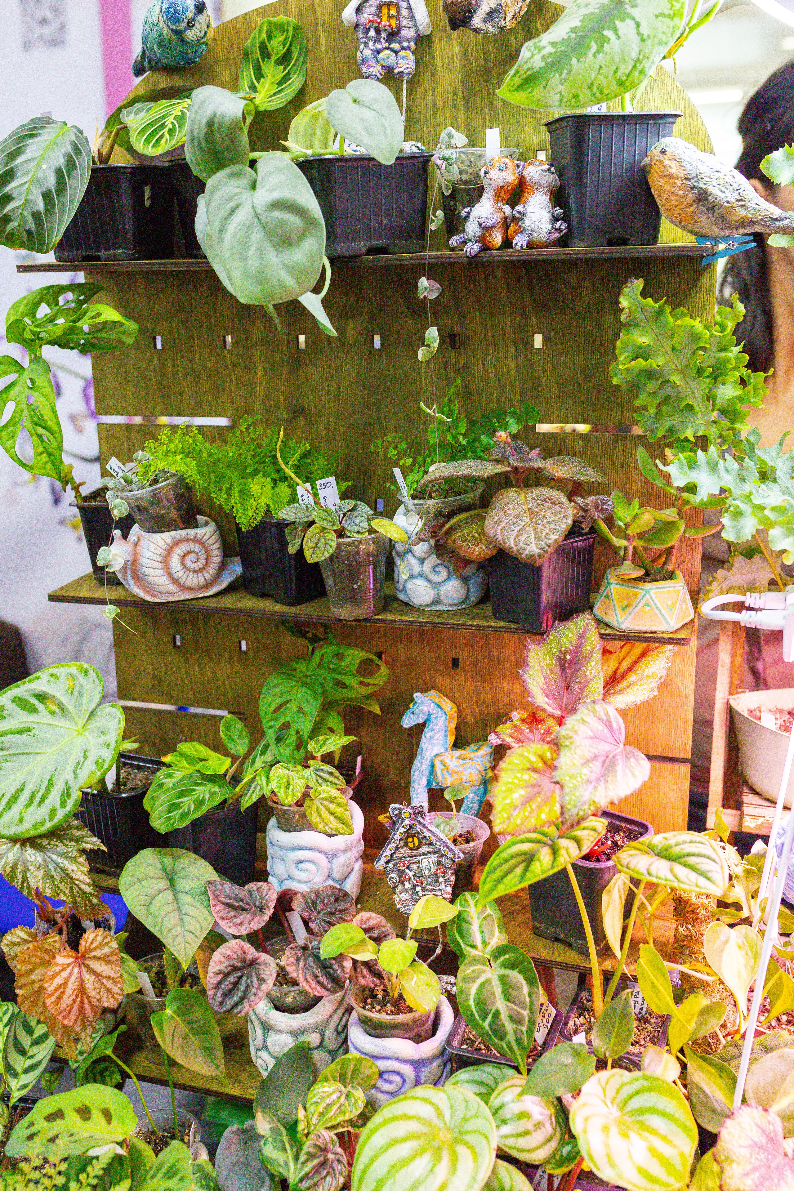 Орхидиум сентябрь 2025. Александра Куликова фотограф, Москва