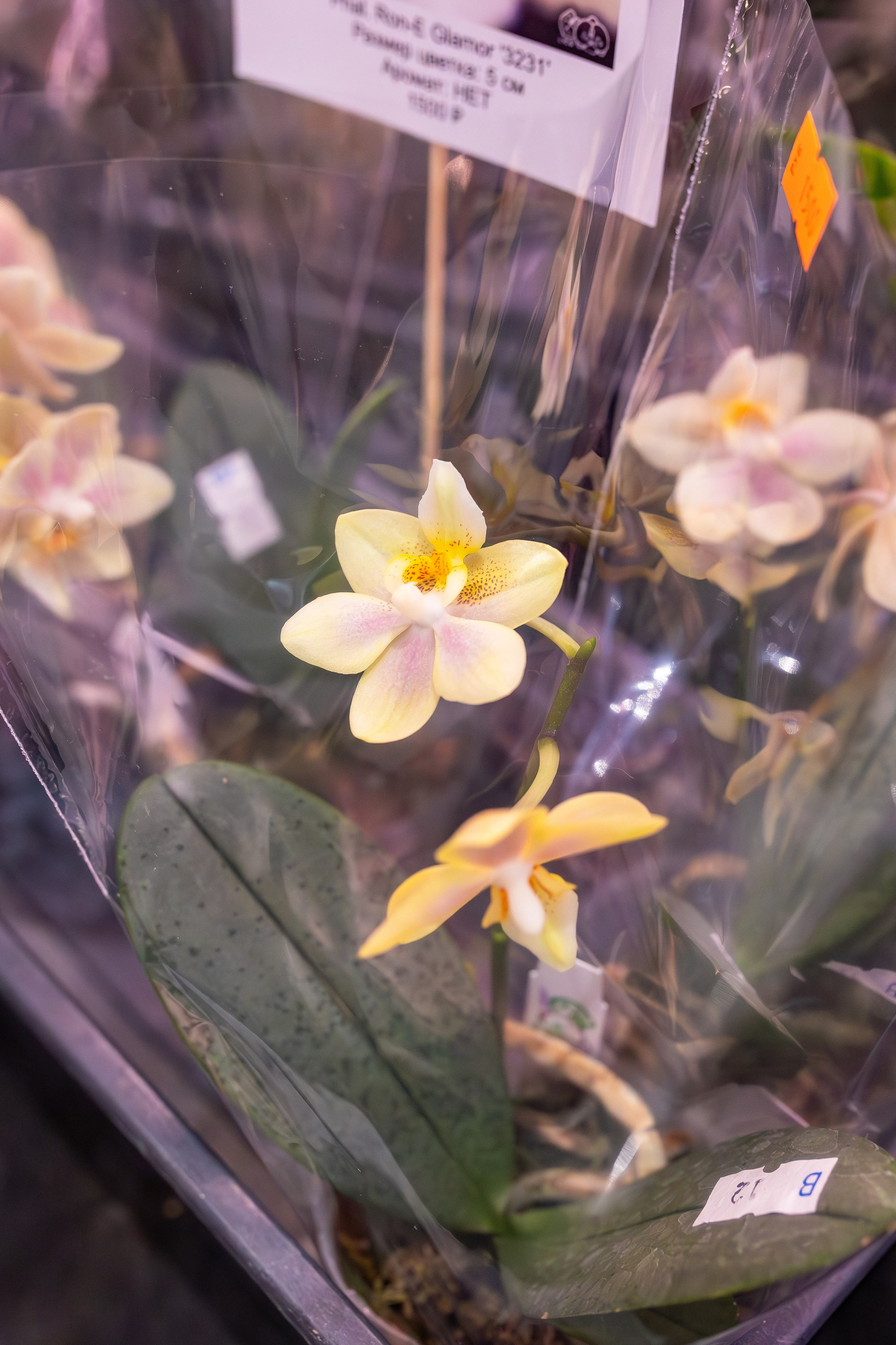 Орхидиум сентябрь 2025. Александра Куликова фотограф, Москва