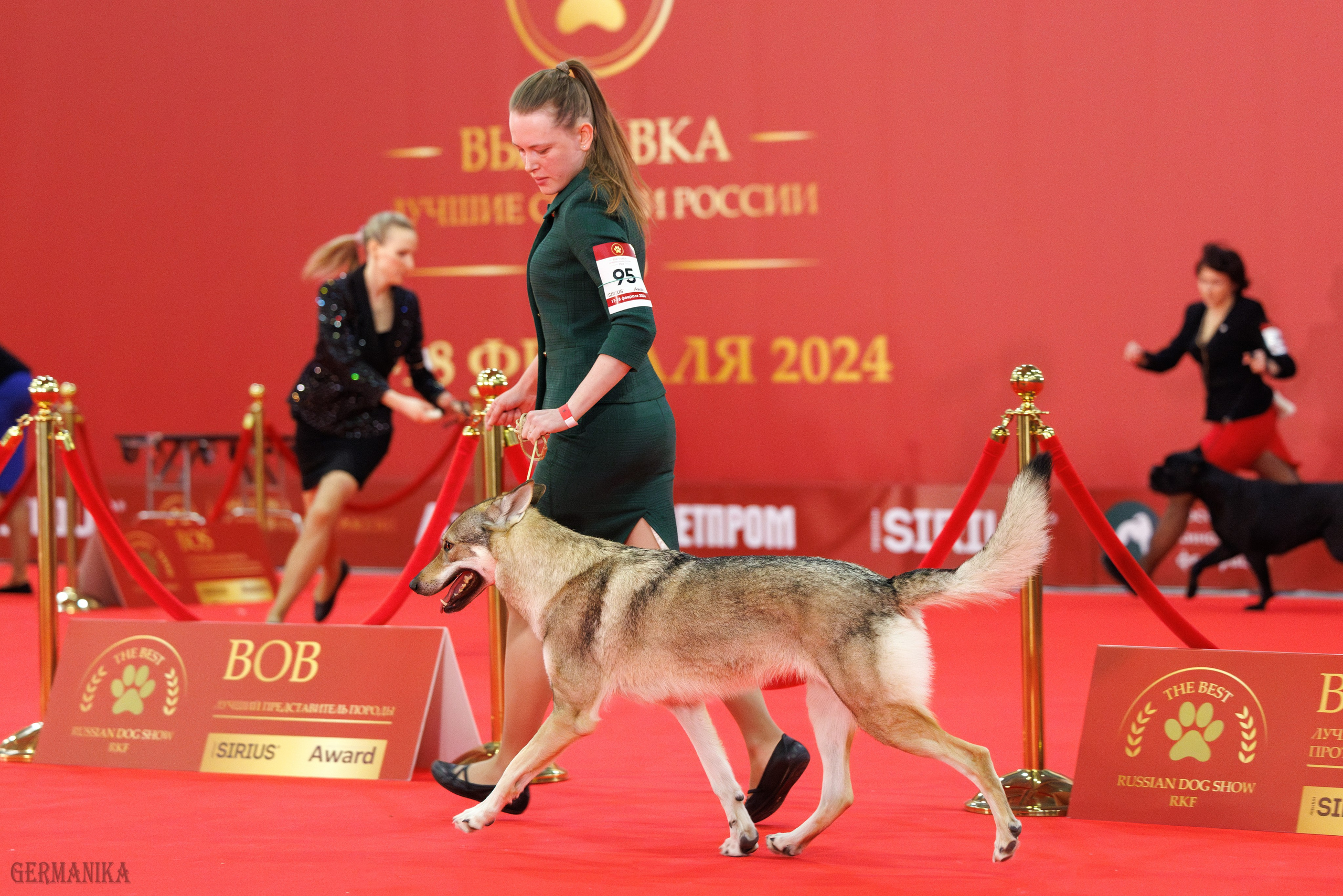 Лучшие Собаки России 17-18.02.2024. Фотограф-анималист Юлия Германика
