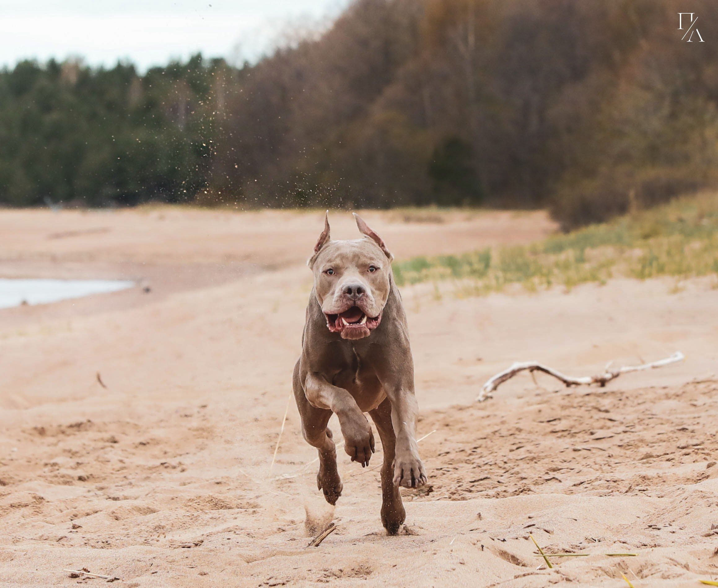 Прогулочные фотосъёмки Финский залив. Фотограф-анималист Павлова Любовь