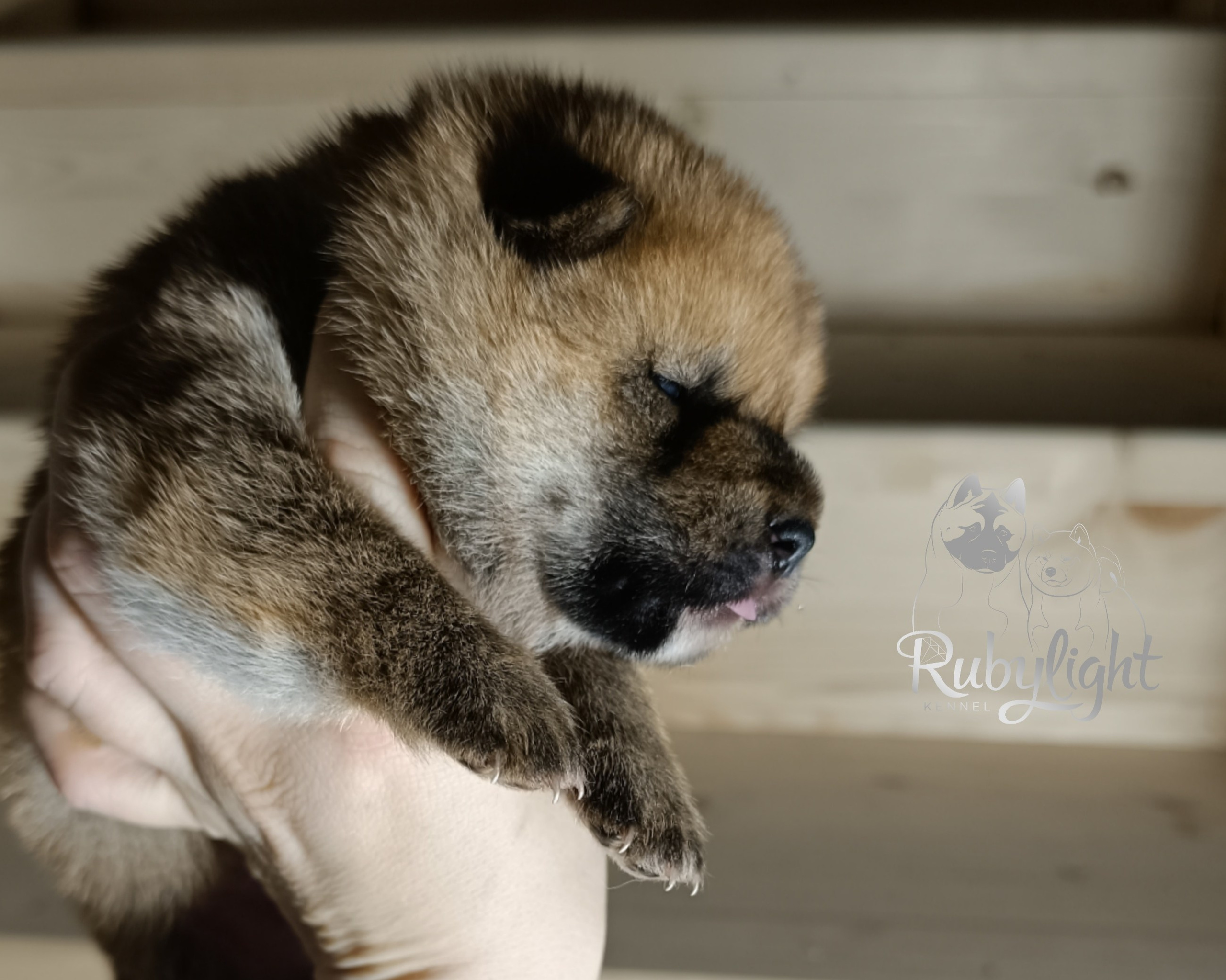 Сиба Rubylight Everest питомник Рубилайт 