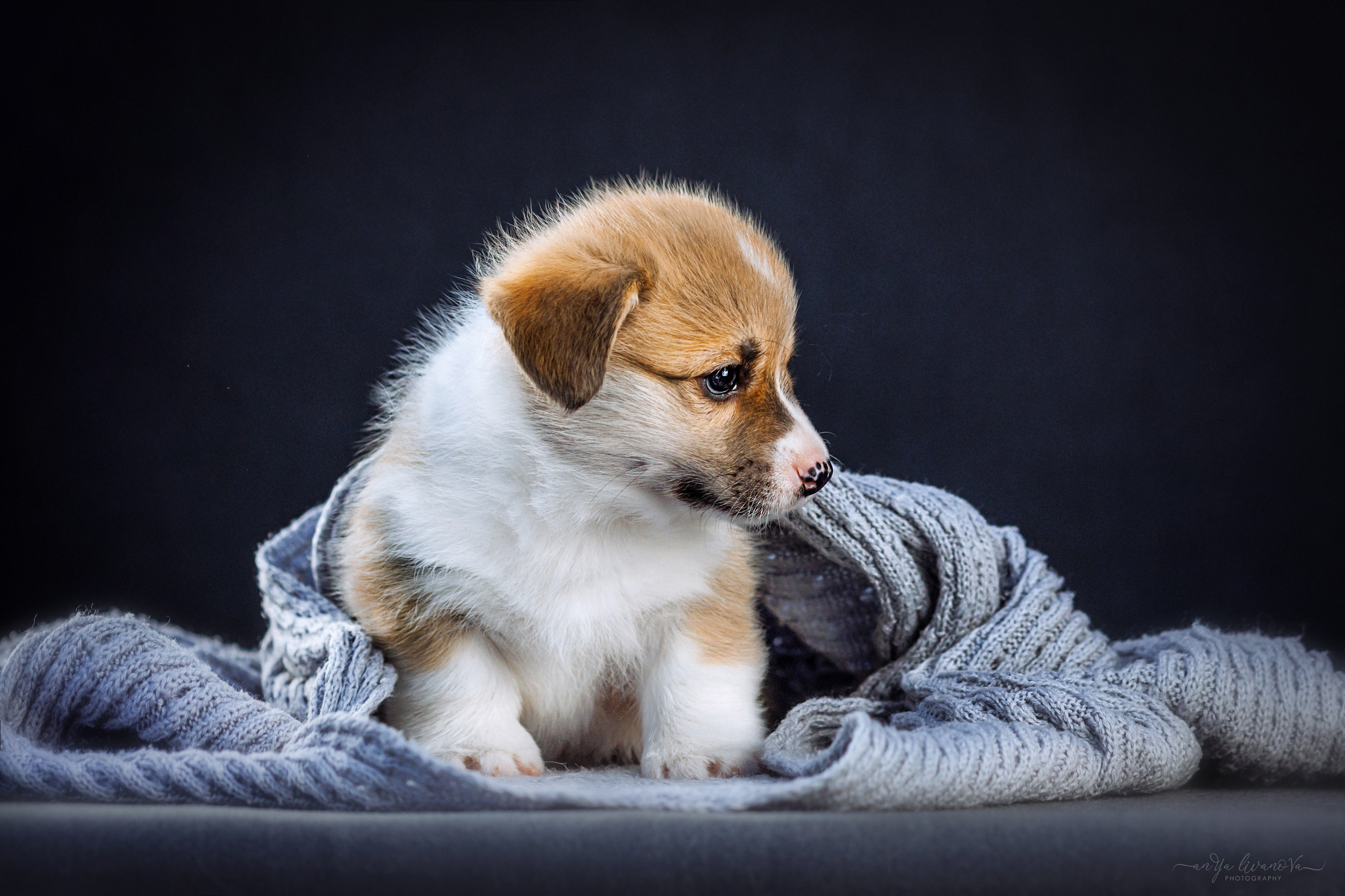 Коржики. Фотограф анималист Аня Ливанова | Рыбинск