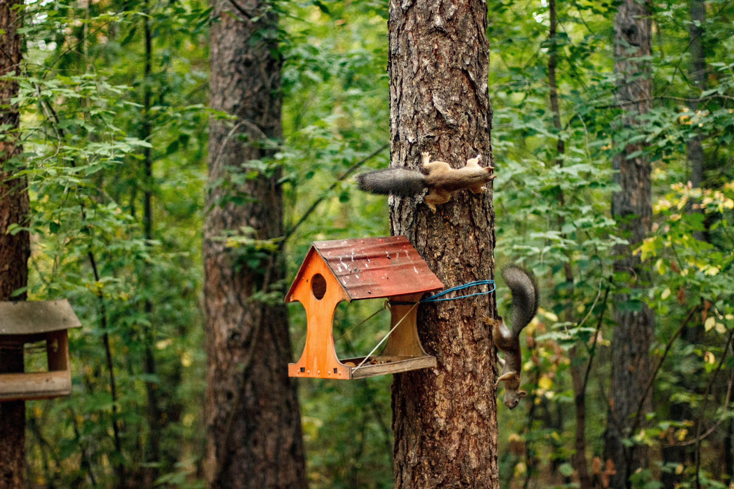 Белки / Squirrels. Фотограф Андрей Гузеев