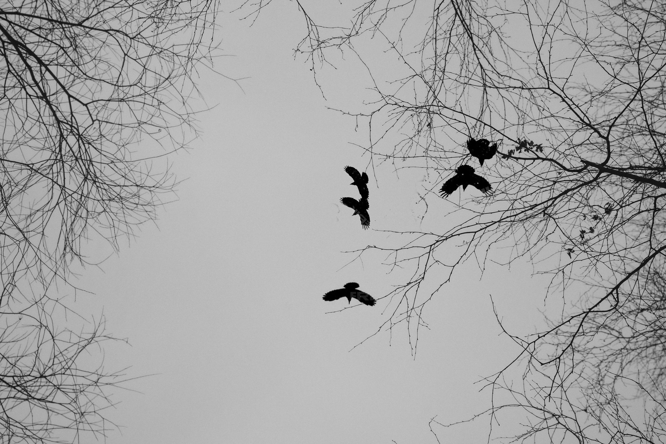 Альбина и Амелия. Фотограф анималист в Москве и Санкт-Петербурге Свиридова Анна