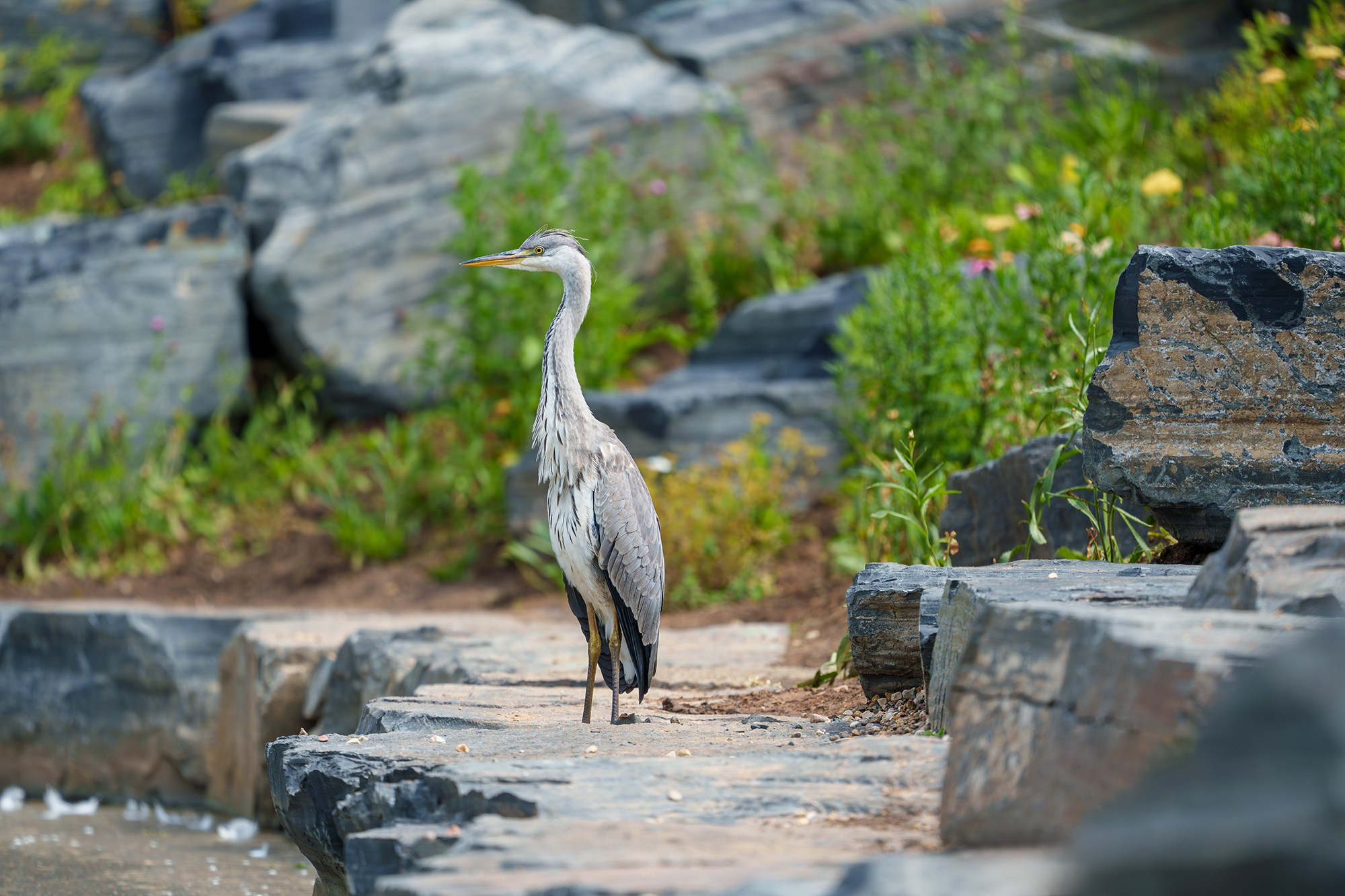 Удивительные мир птиц. Вокруг нас столько прекрасного — присмотритесь!. Ваш личный фотограф Марина Волкова