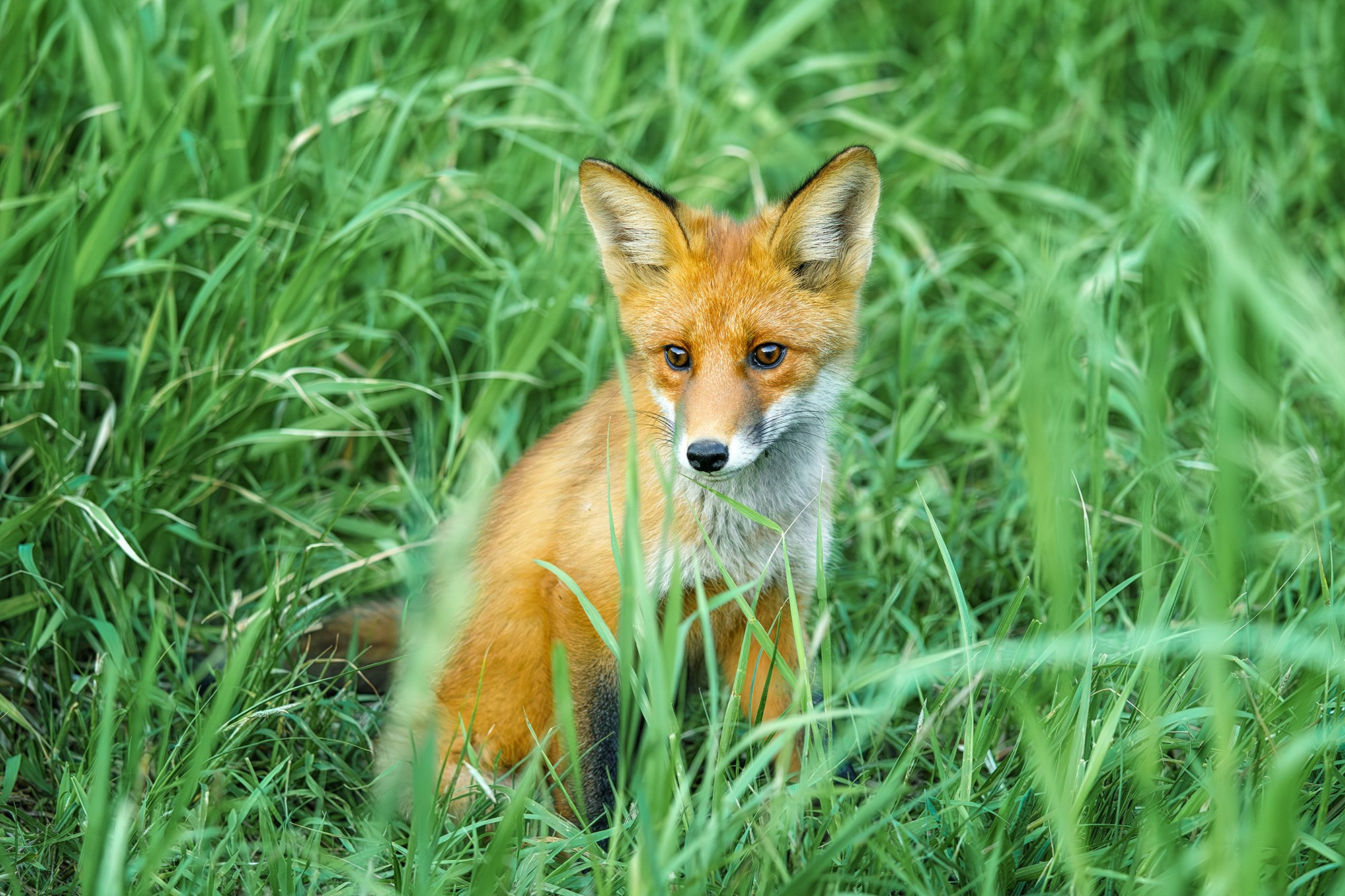 Животные. Ваш личный фотограф Марина Волкова
