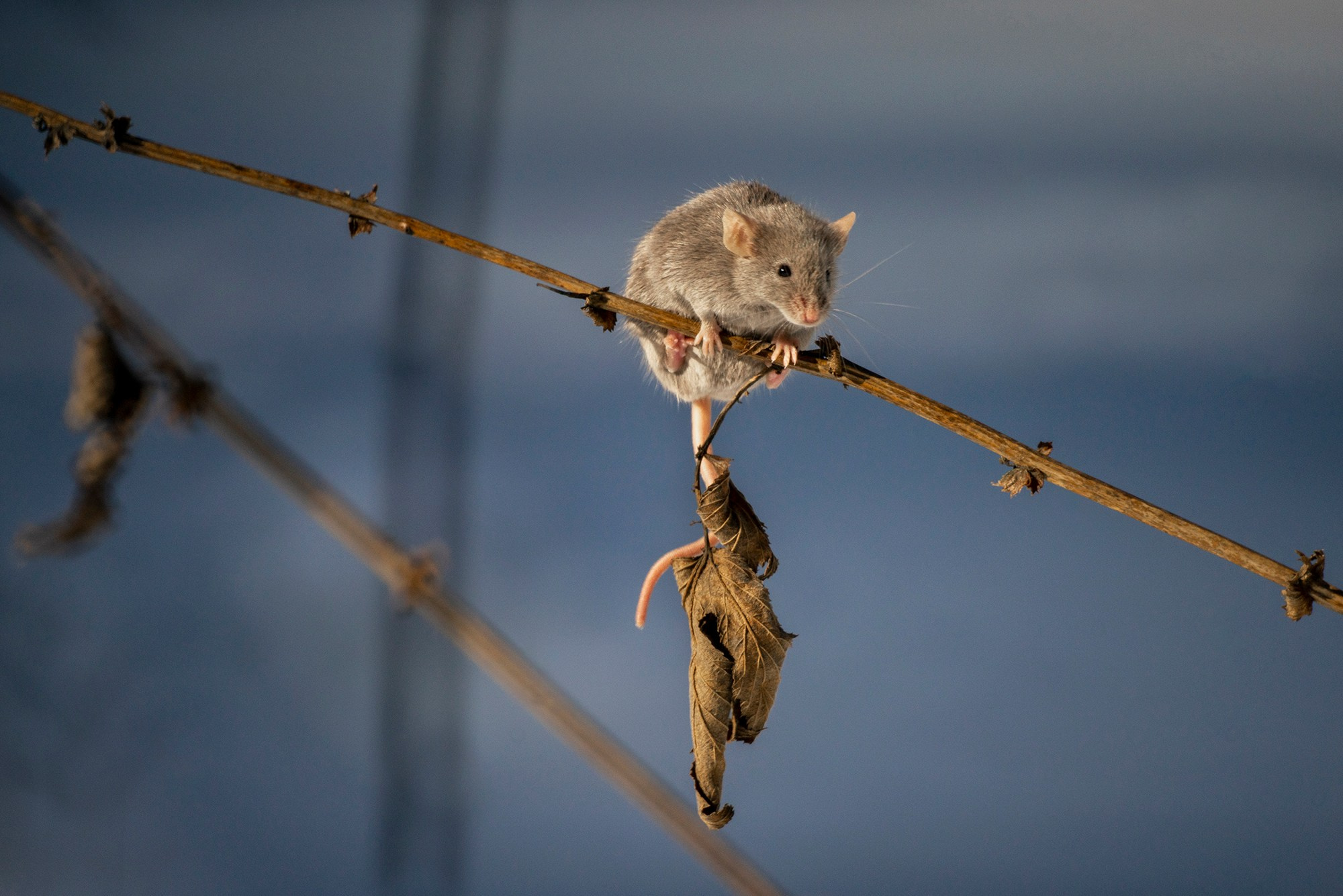 Животные. Ваш личный фотограф Марина Волкова