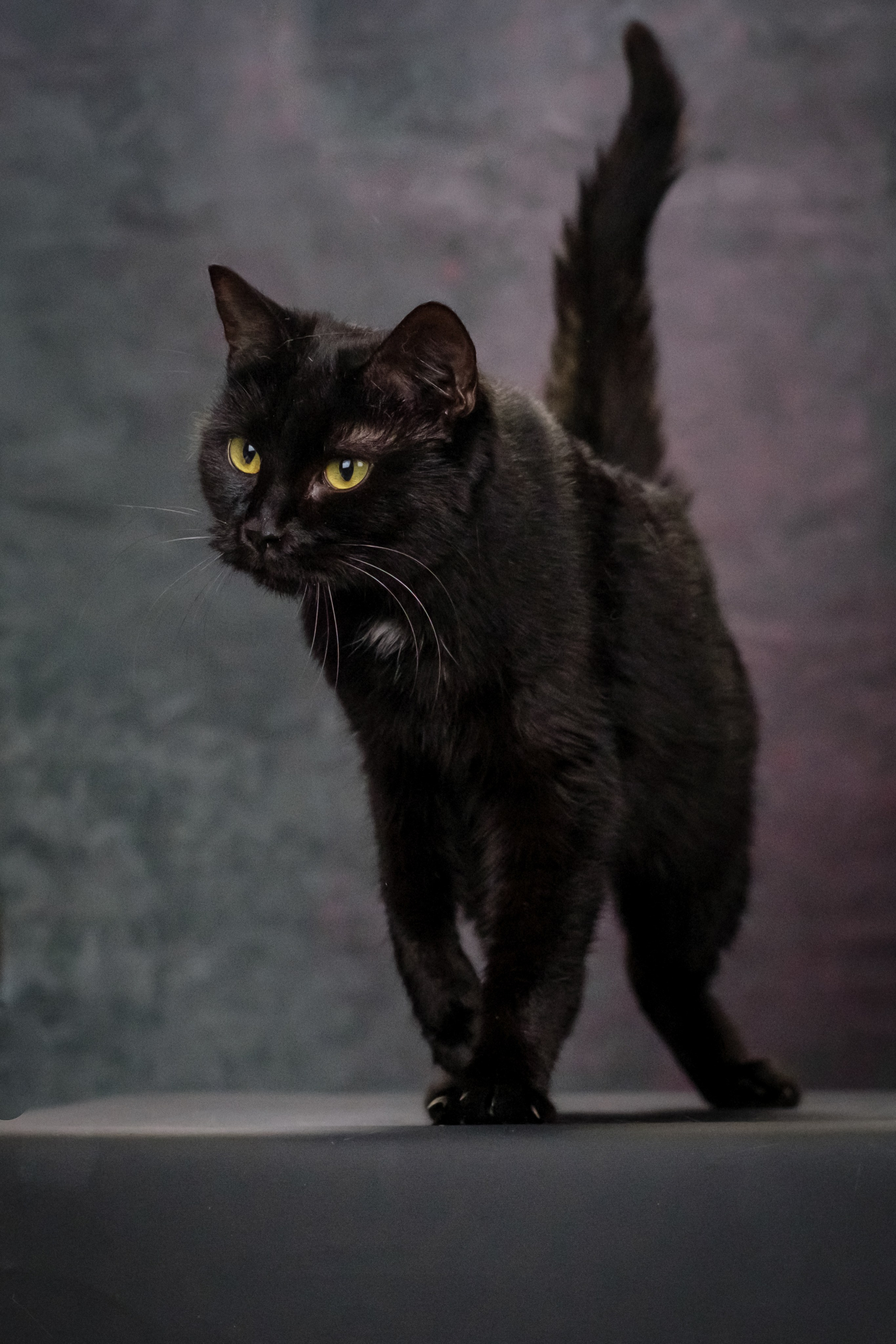 Котики Мурмурии). Зоофотограф, фотограф животных в Москве и области Дина Дамоцева