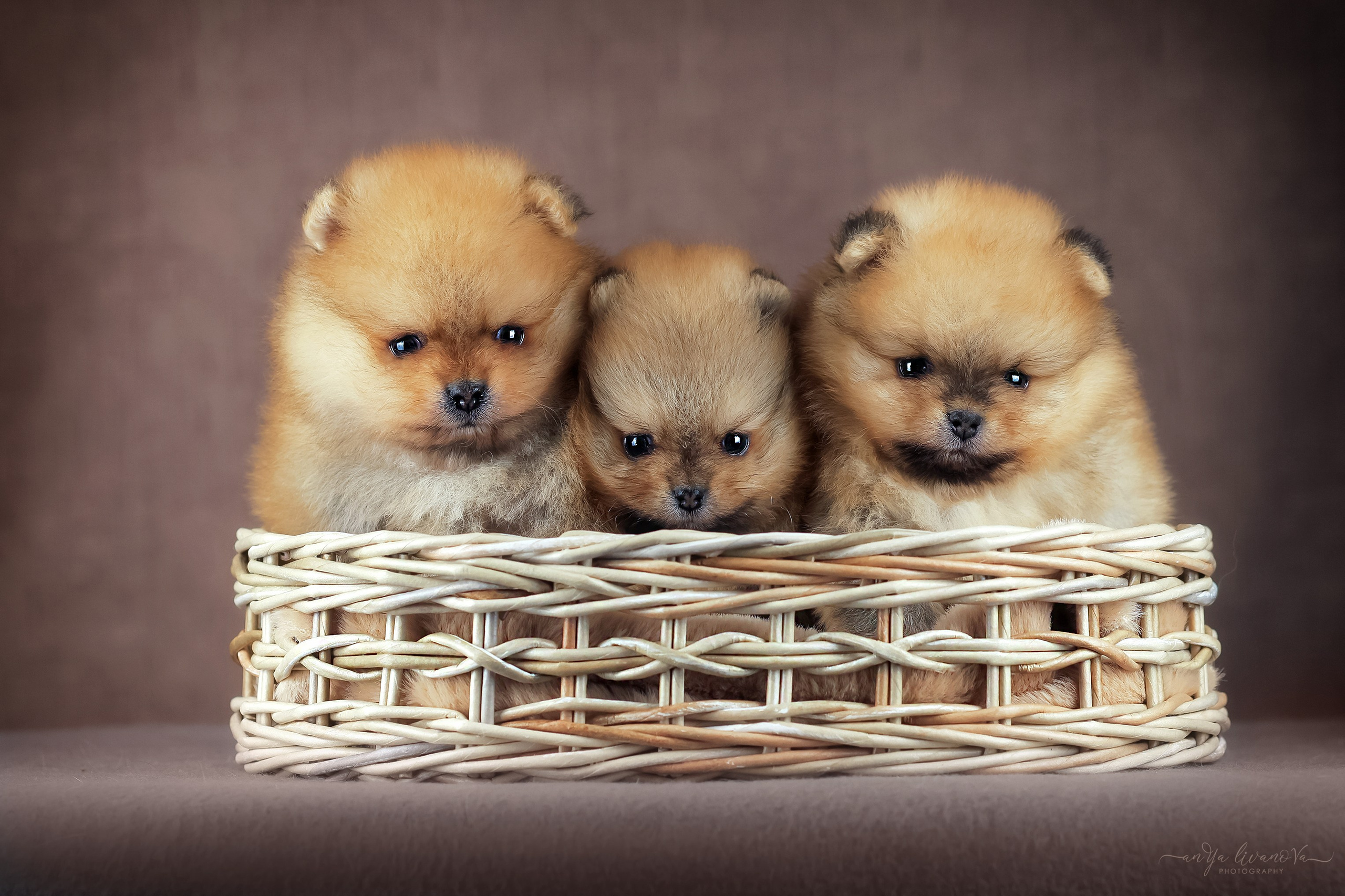 Шпицули. Фотограф анималист Аня Ливанова | Рыбинск