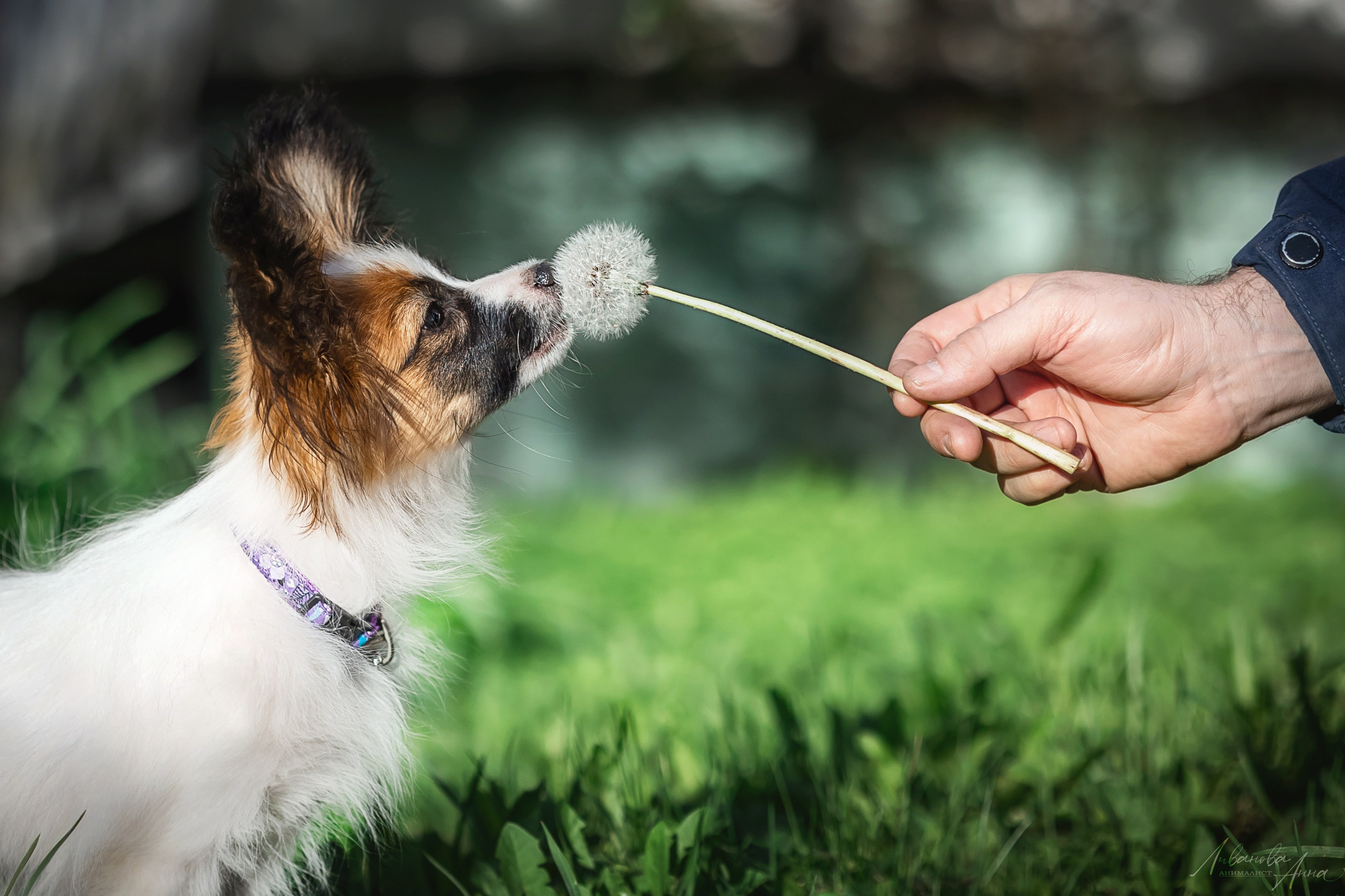 Хьюстон. Фотограф анималист Аня Ливанова | Рыбинск