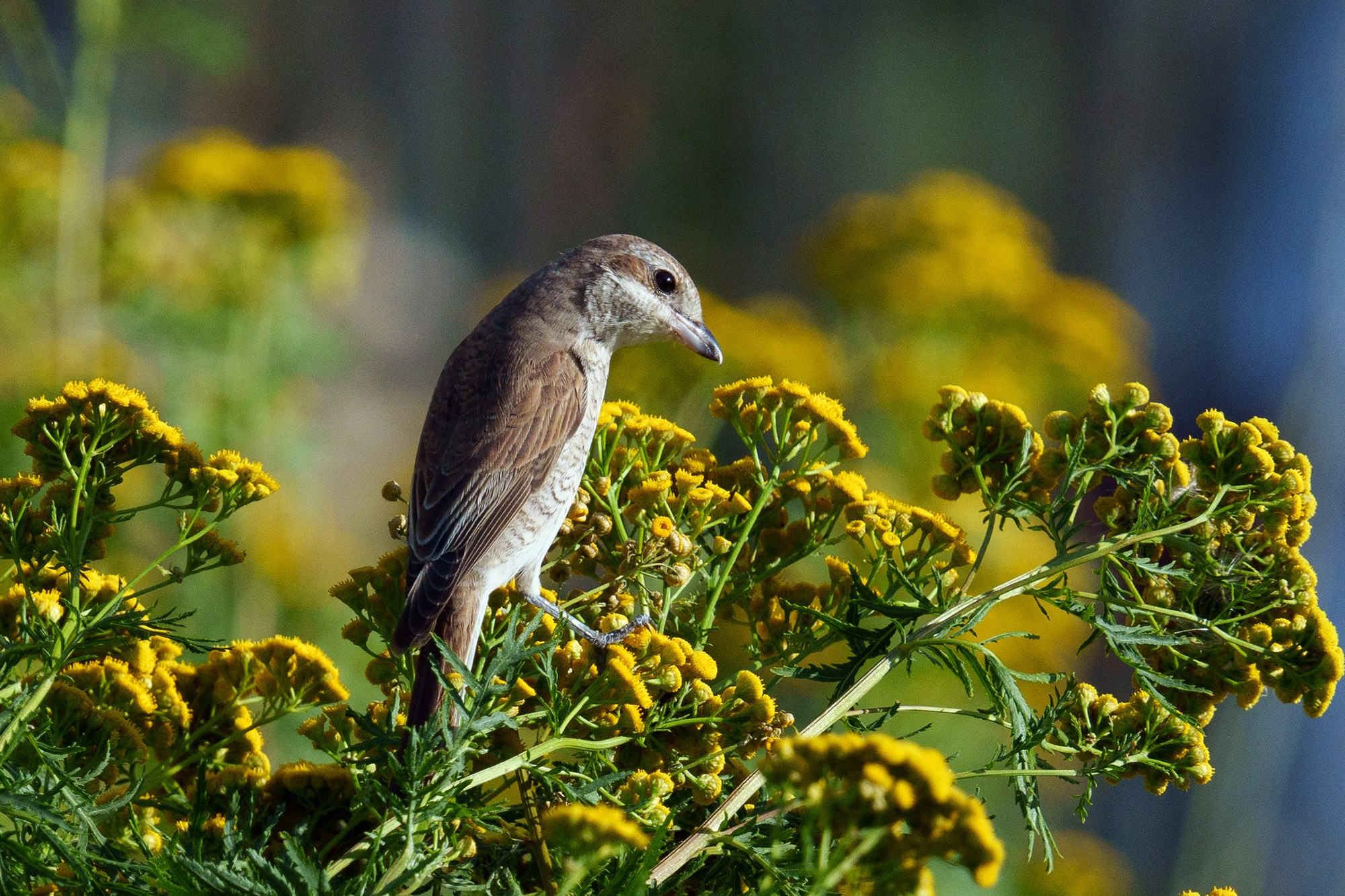 Удивительные мир птиц. Вокруг нас столько прекрасного — присмотритесь!. Ваш личный фотограф Марина Волкова