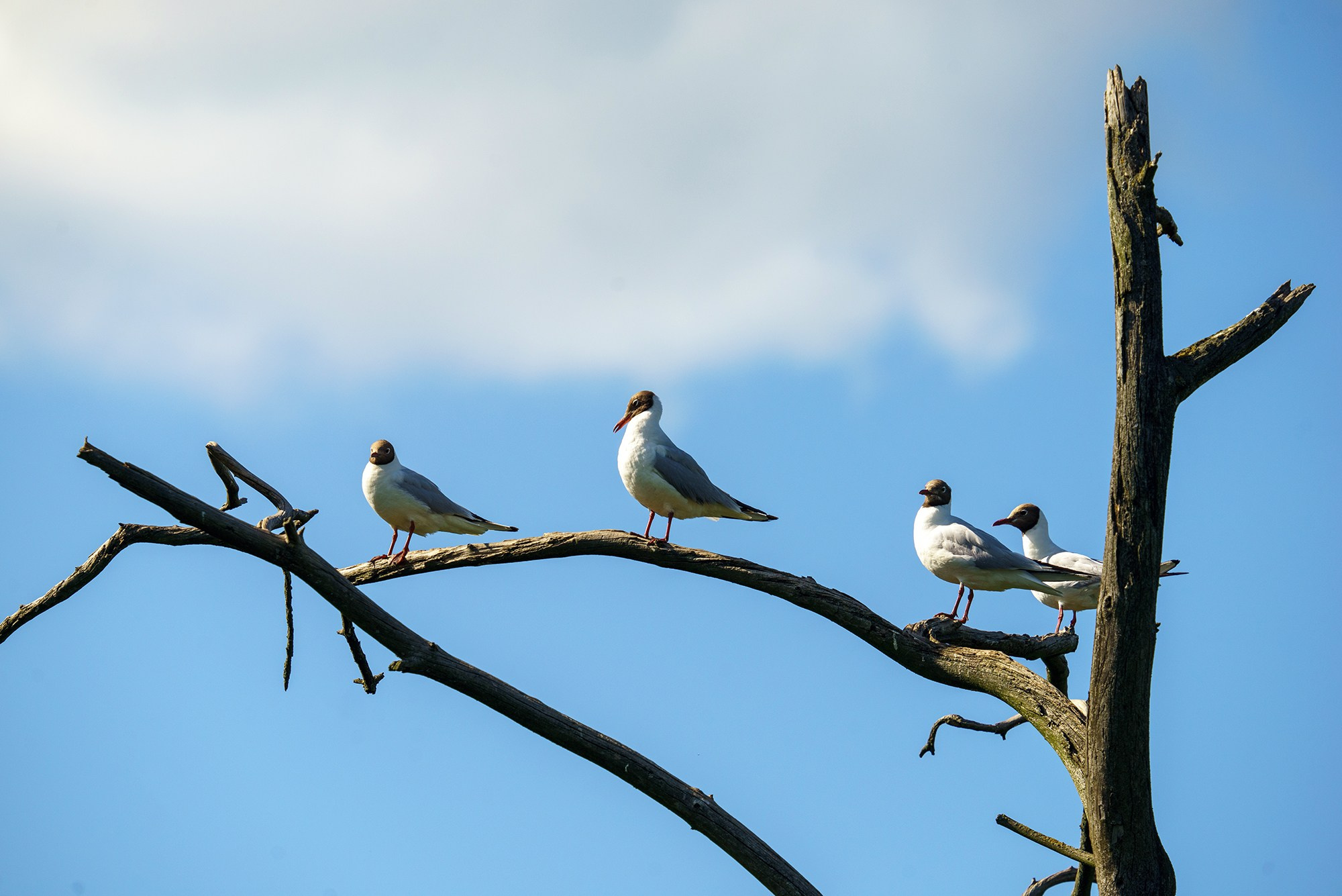 Удивительные мир птиц. Вокруг нас столько прекрасного — присмотритесь!. Ваш личный фотограф Марина Волкова