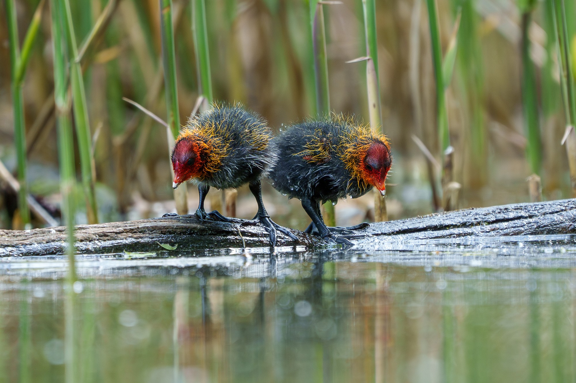 Удивительные мир птиц. Вокруг нас столько прекрасного — присмотритесь!. Ваш личный фотограф Марина Волкова