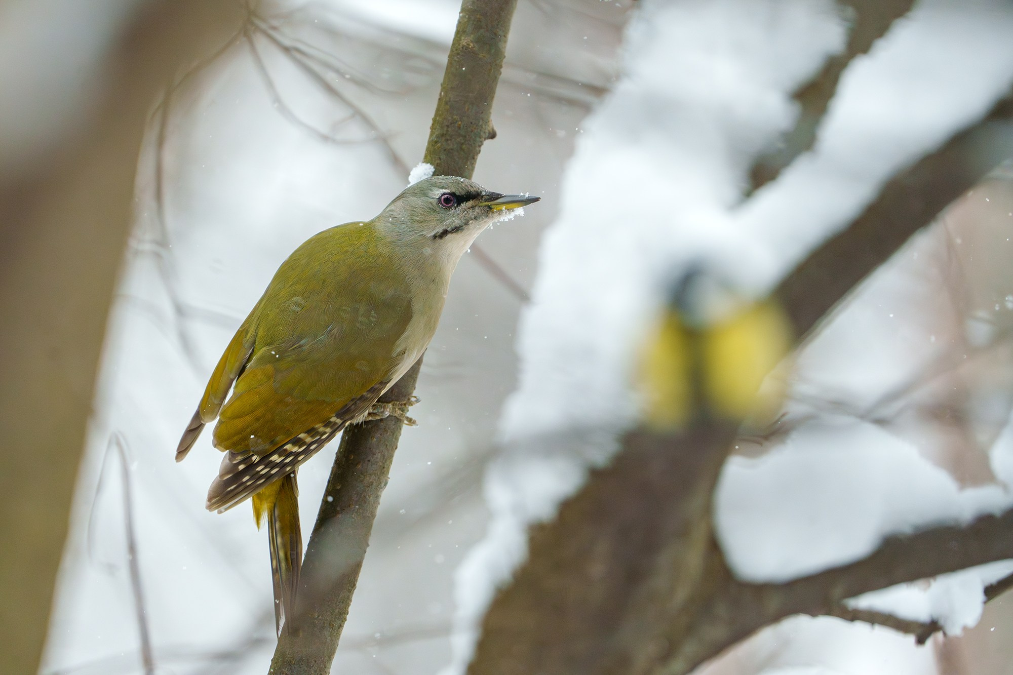 Удивительные мир птиц. Вокруг нас столько прекрасного — присмотритесь!. Ваш личный фотограф Марина Волкова