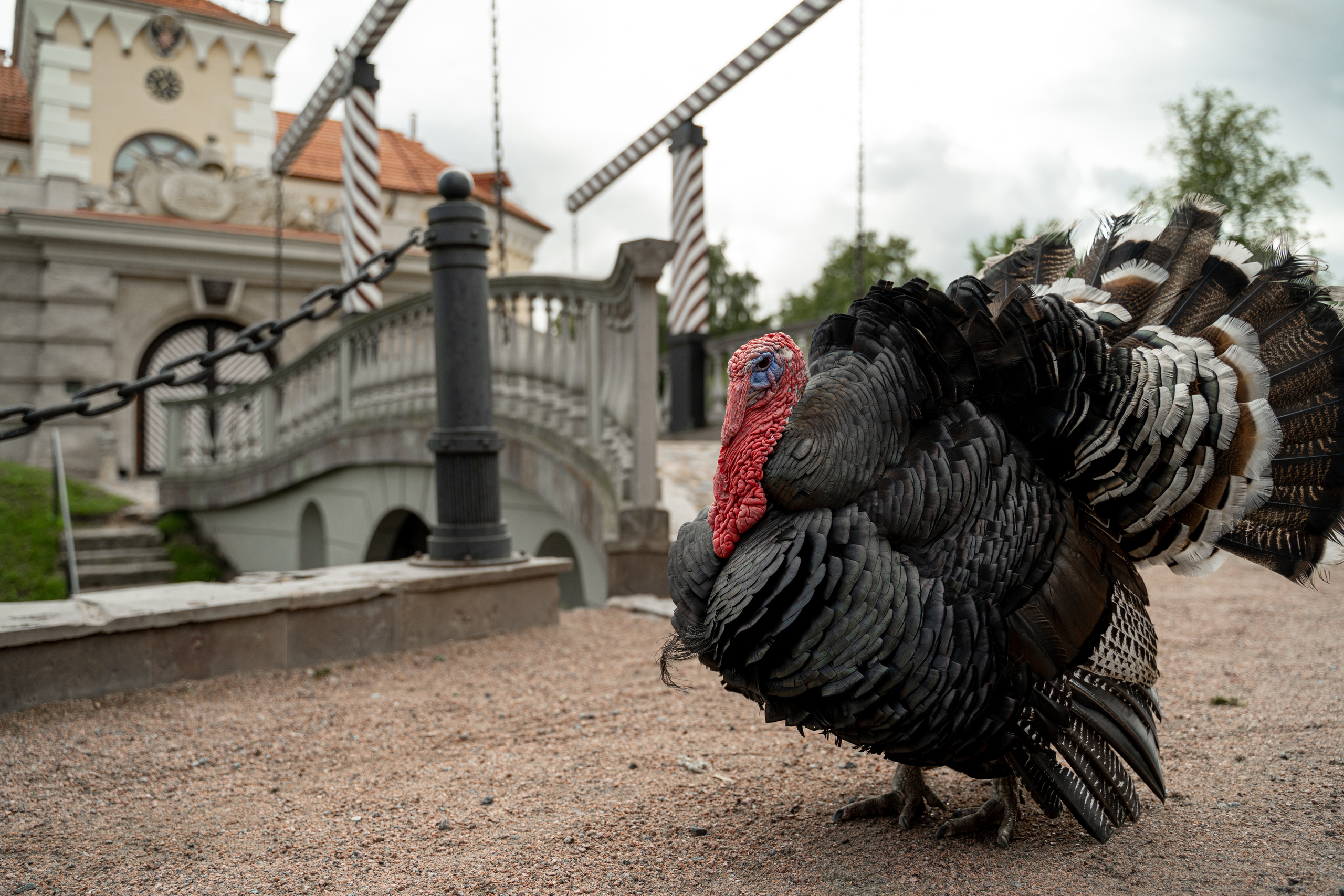 Евгений и Валерия. Павловск, замок БИП. Фотограф в Петергофе