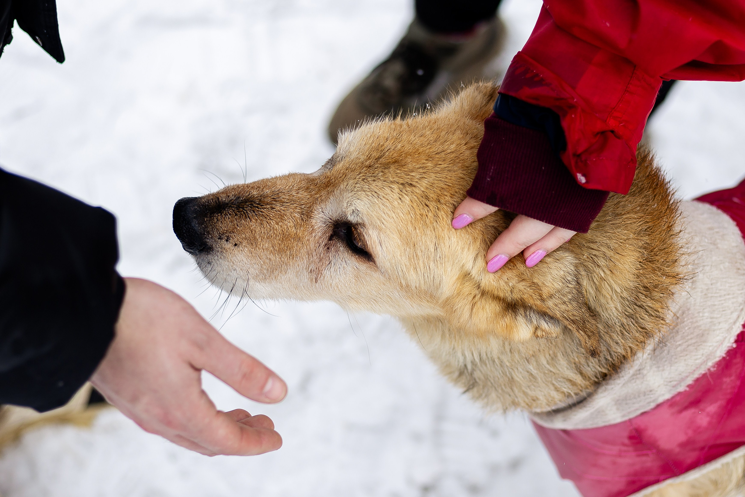 Petshop Забота. Фотограф в Санкт-Петербурге Чумаков Семен