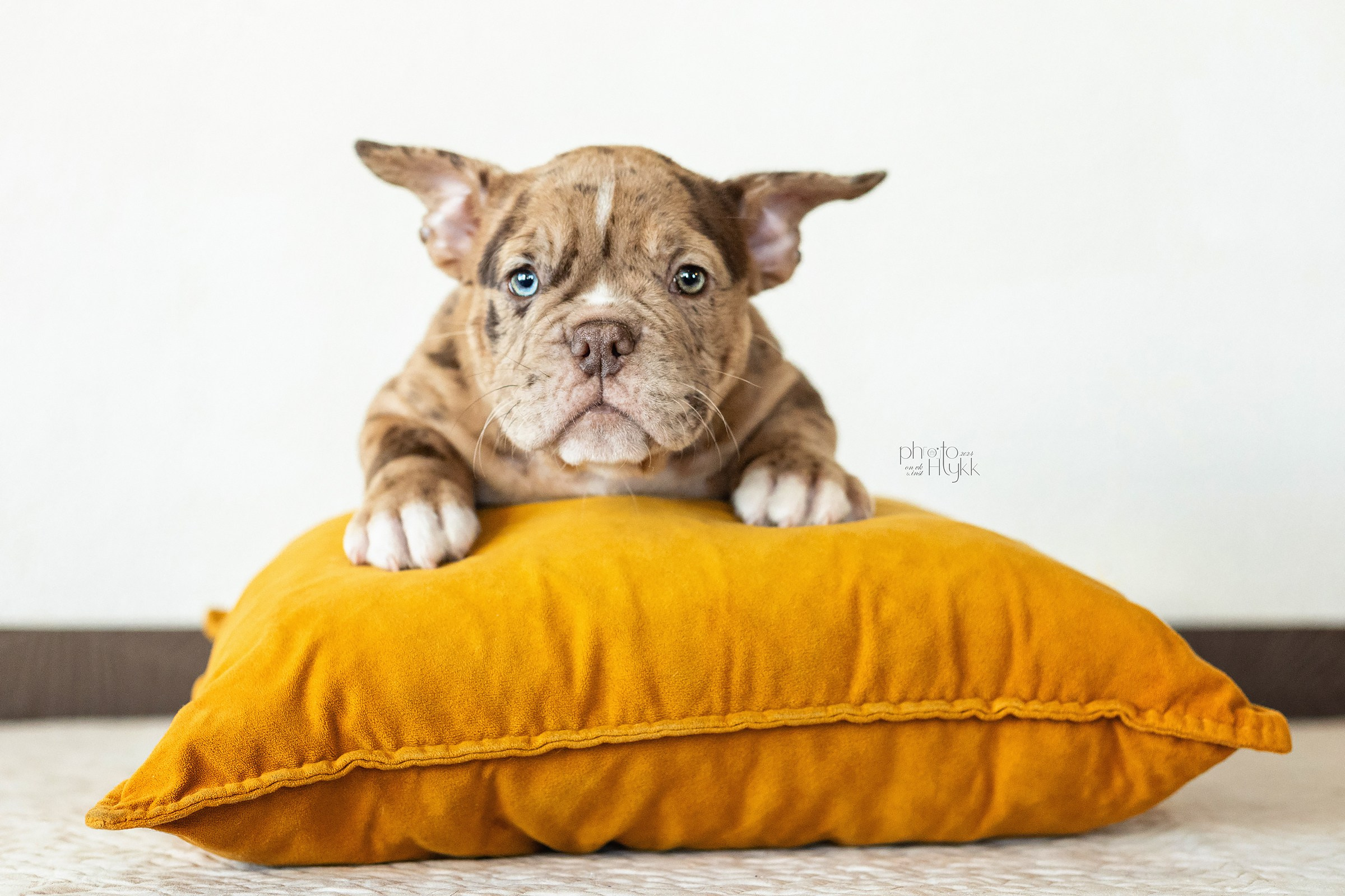 Щенки Американского булли + кошечка. Htykk_photo