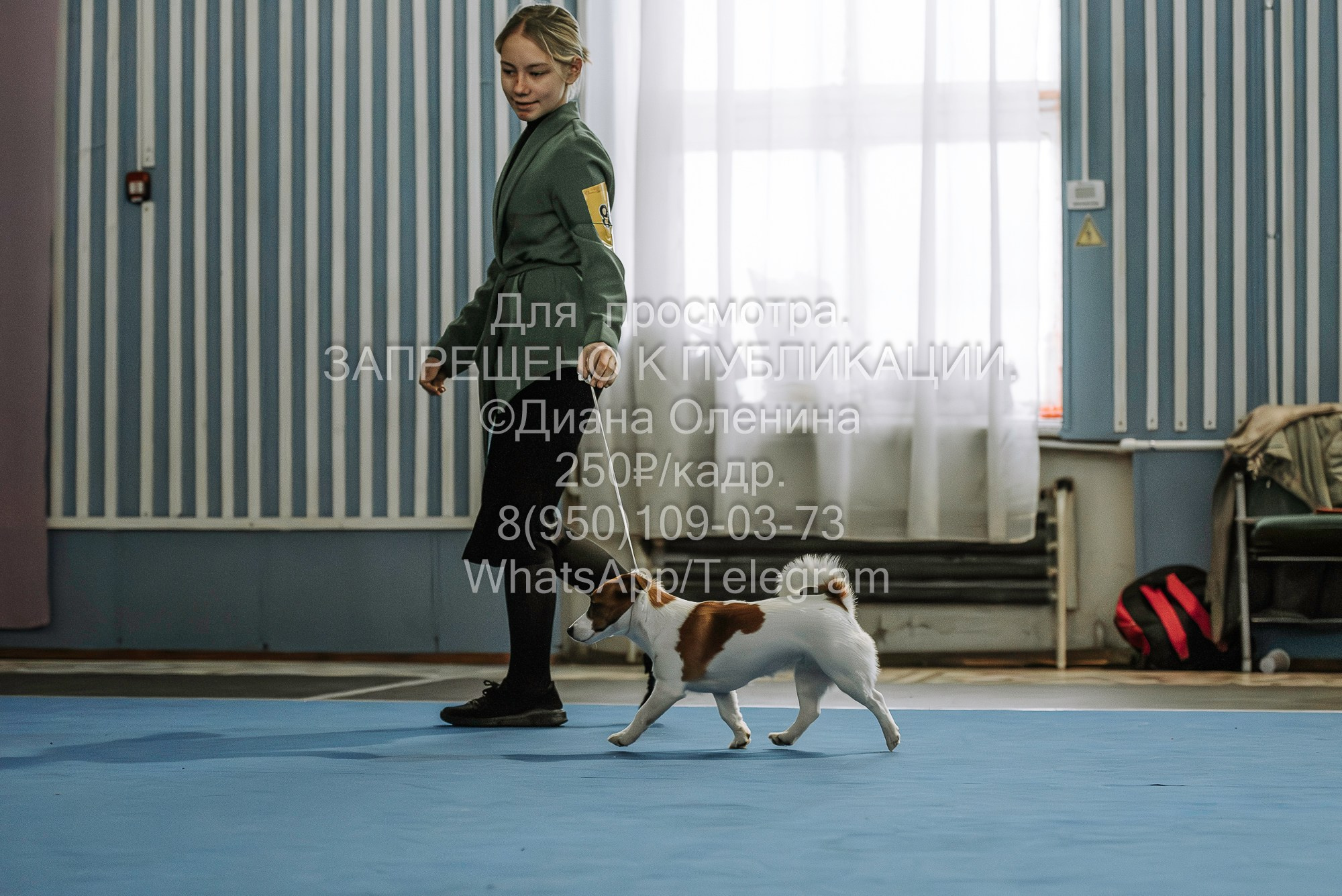 Выставка собак Красноярск 29.10.2023. Фотограф Диана Оленина Красноярск / Братск