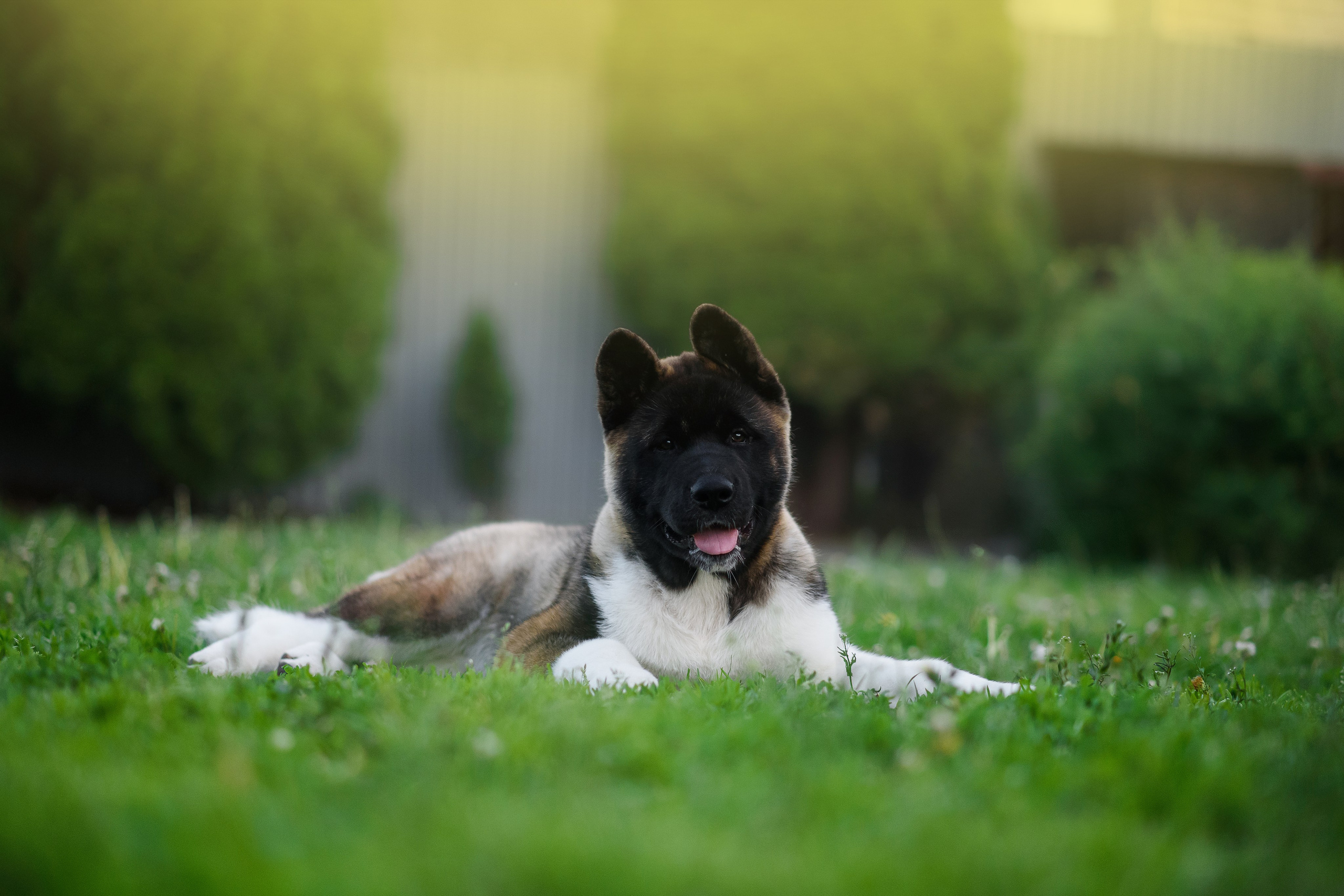 Байкер — 30.05.2024. Фотограф — Анималист | Анна Абрамова