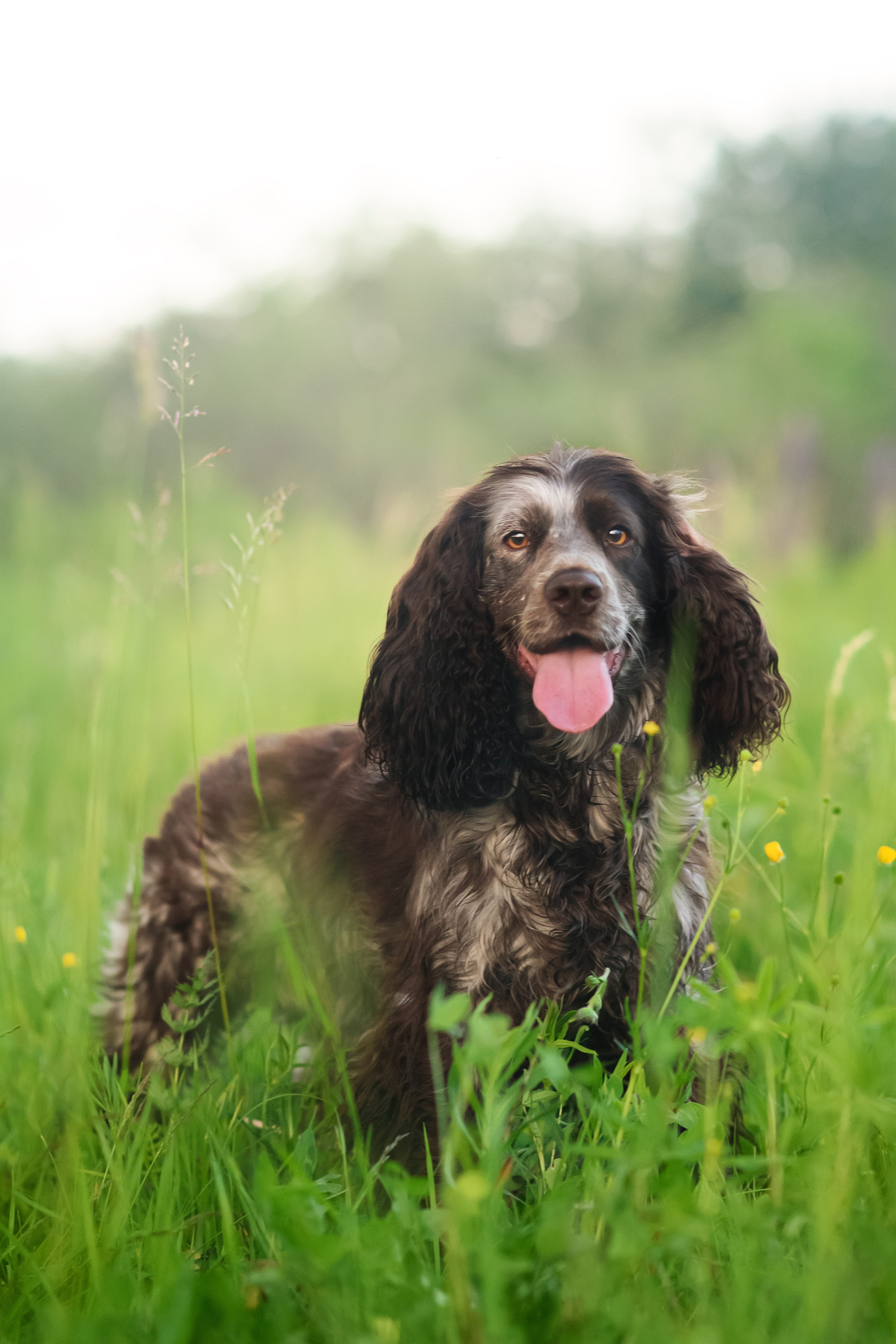 Света и Рей — 09.06.2024. Фотограф — Анималист | Анна Абрамова