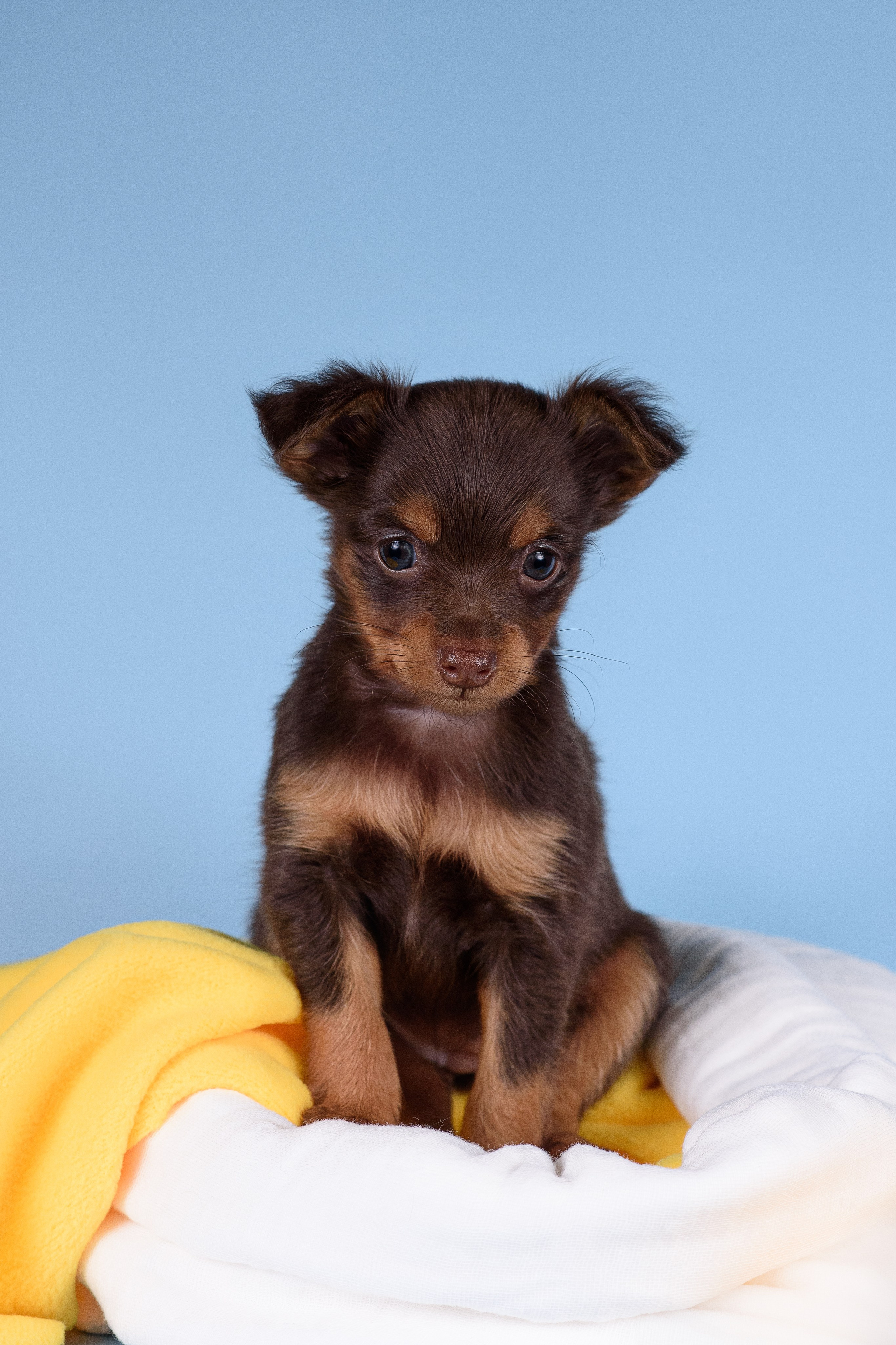 Щенки Пражских крысариков -13.04.2024. Фотограф — Анималист | Анна Абрамова