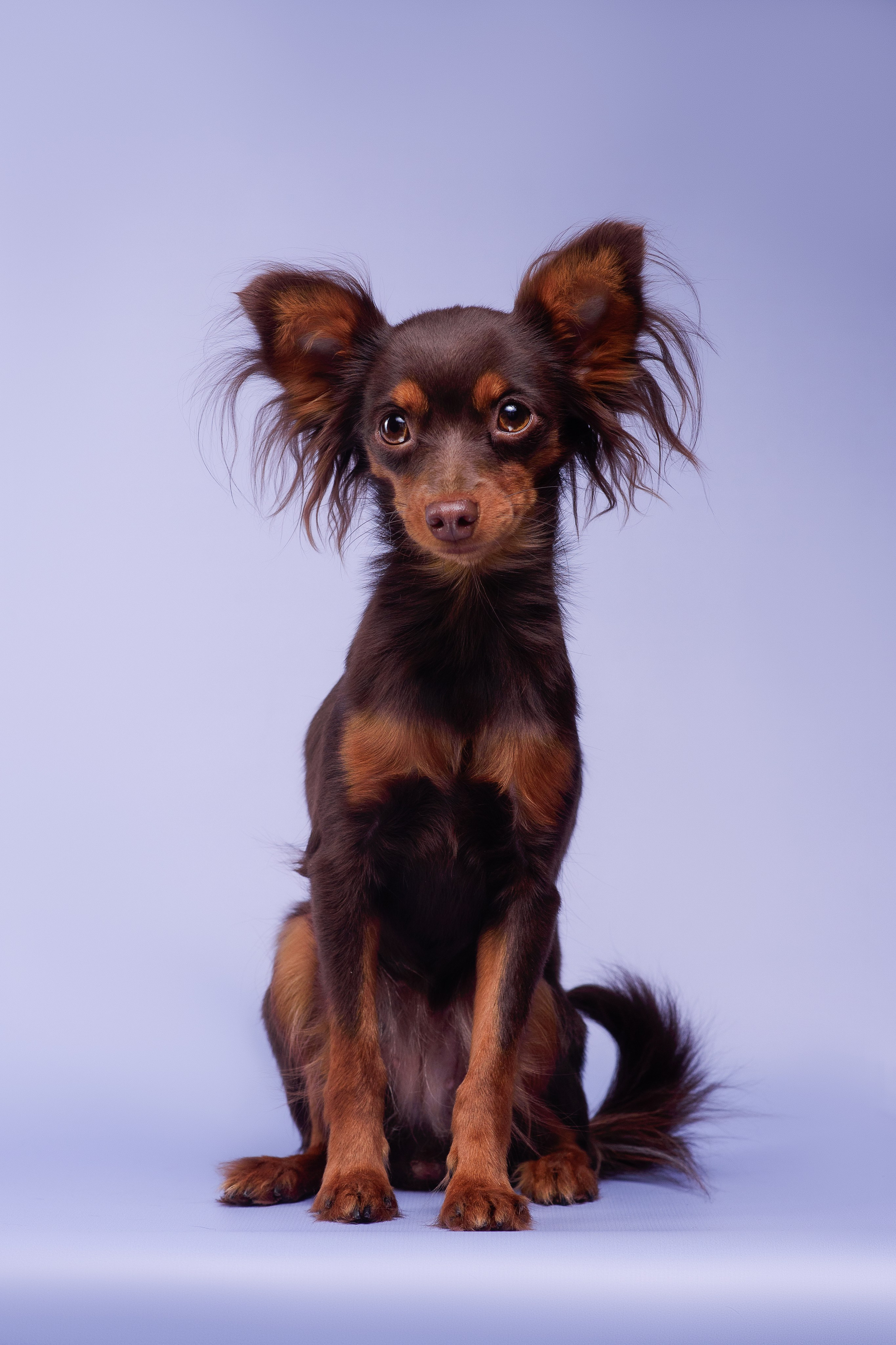 Пражские крысарики — 02.04.2025. Фотограф — Анималист | Анна Абрамова