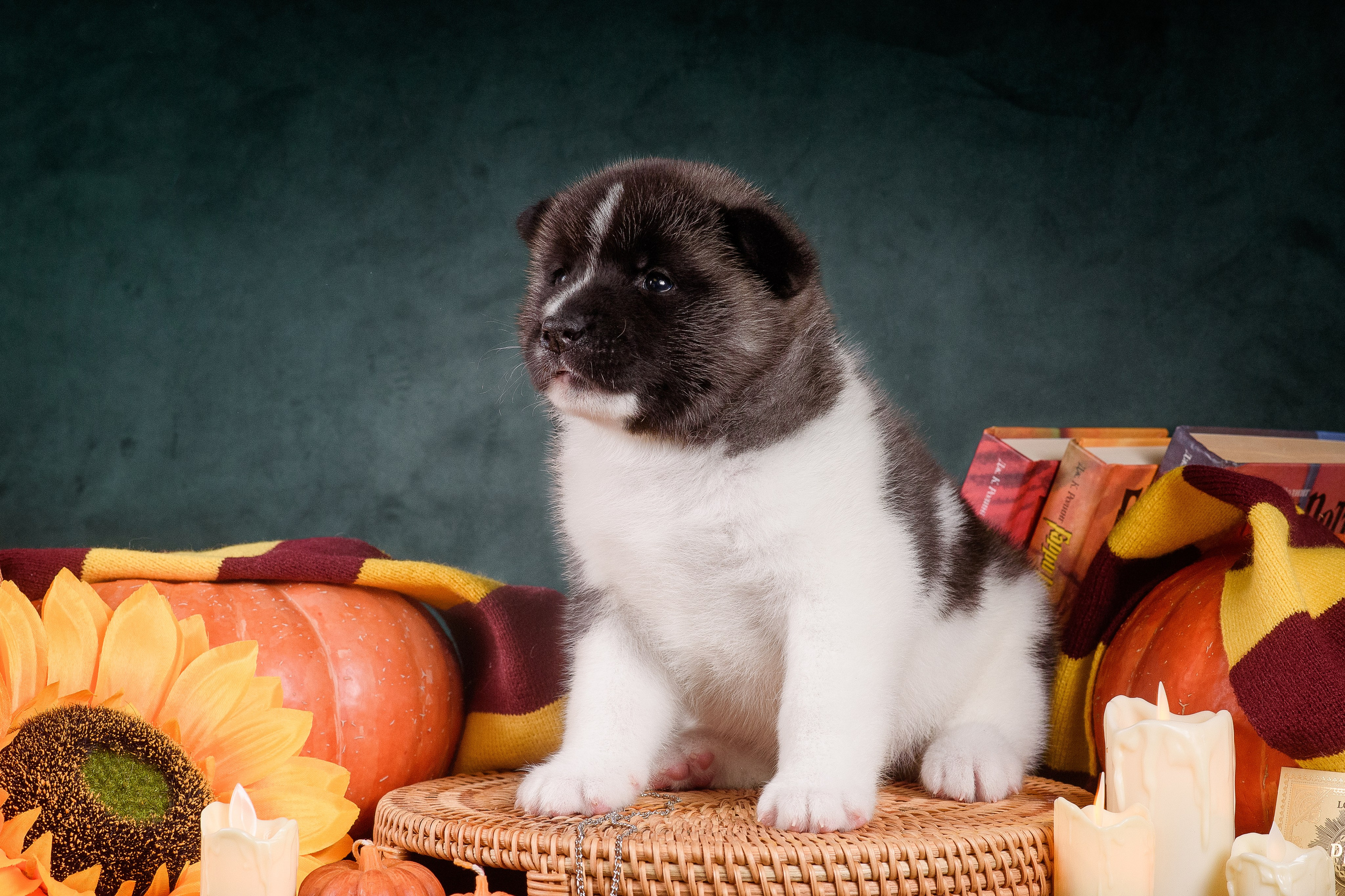 Щенки Американской Акиты — 04.11.2024. Фотограф — Анималист | Анна Абрамова