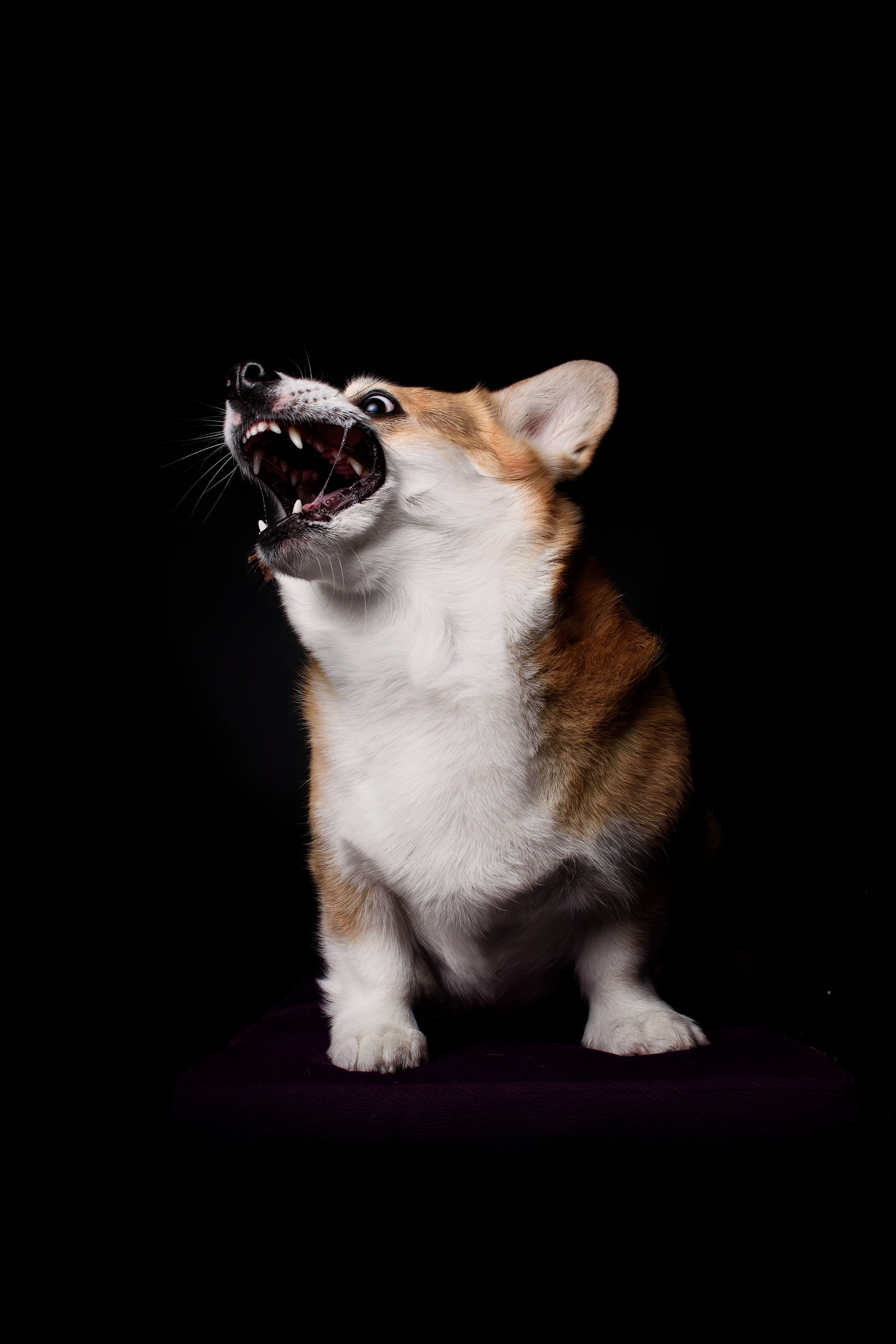 Лея на чёрном — 05.01.2024. Фотограф — Анималист | Анна Абрамова