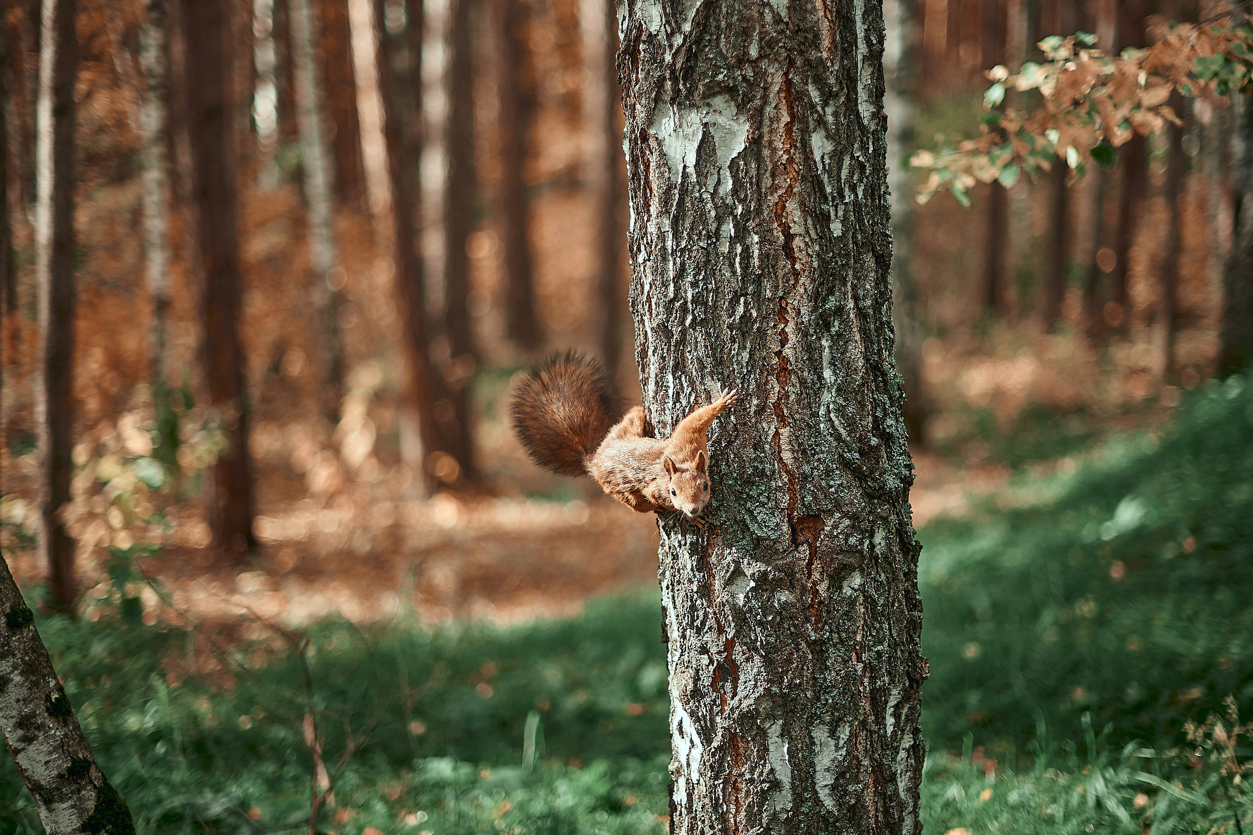 Портфолио репортажной фотосъёмки: День туризма. Фотограф Яковлев Роман — Красноярск