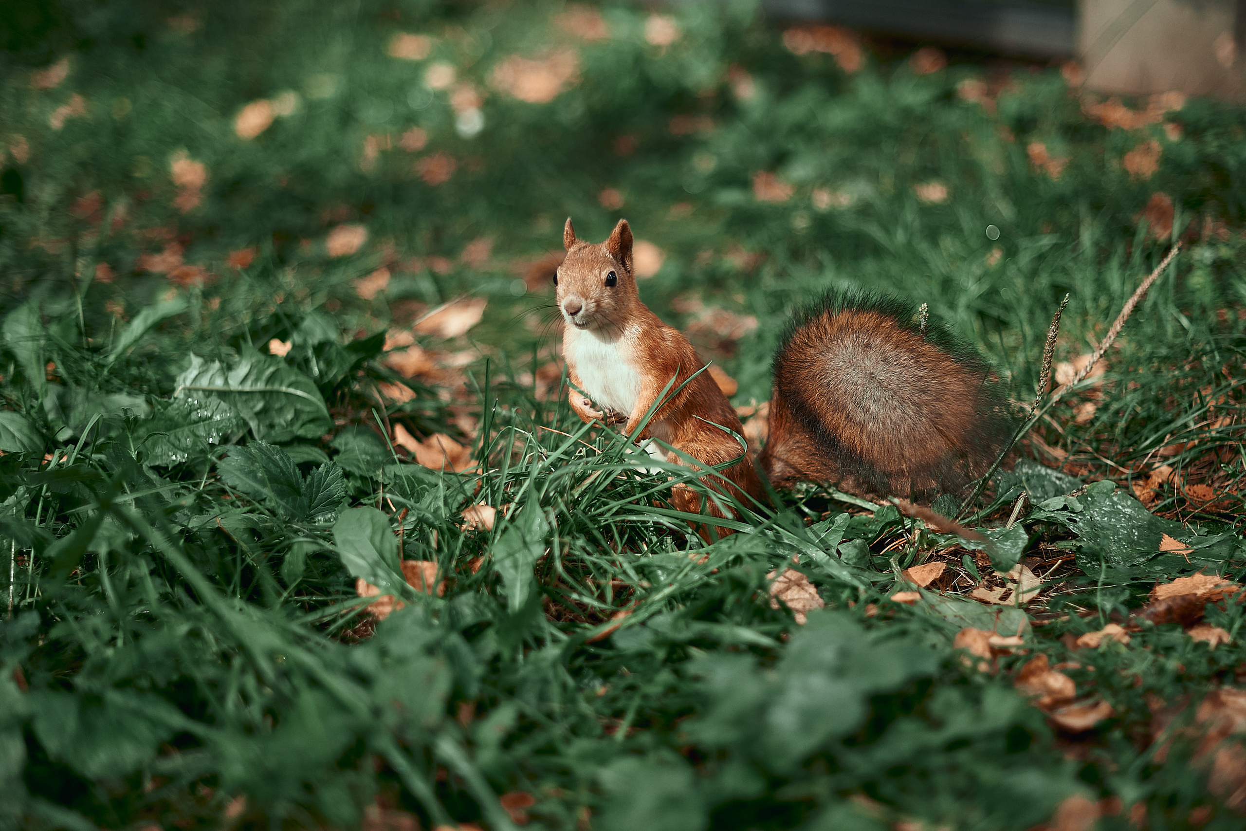 Портфолио репортажной фотосъёмки: День туризма. Фотограф Яковлев Роман — Красноярск