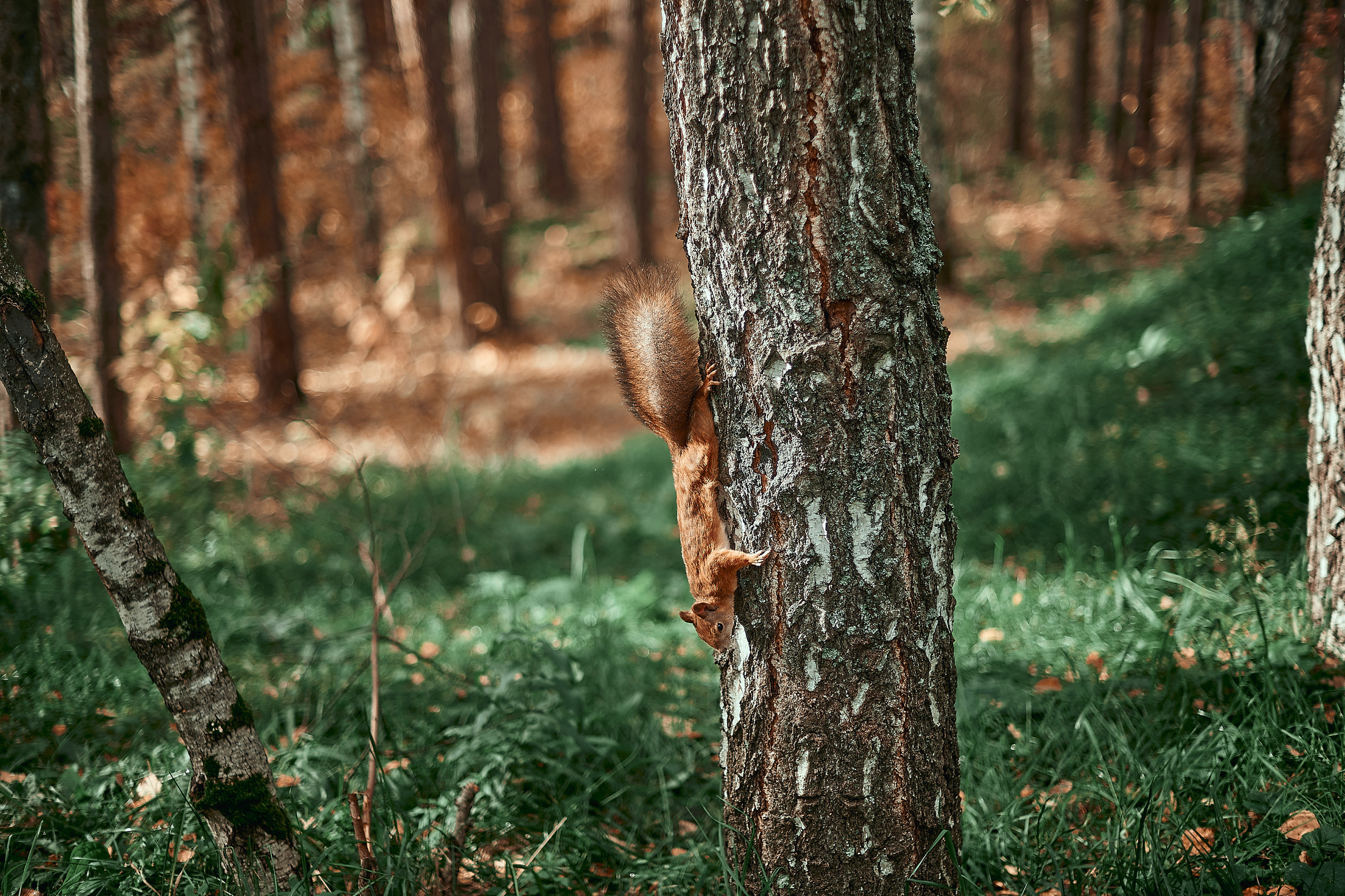 Портфолио репортажной фотосъёмки: День туризма. Фотограф Яковлев Роман — Красноярск
