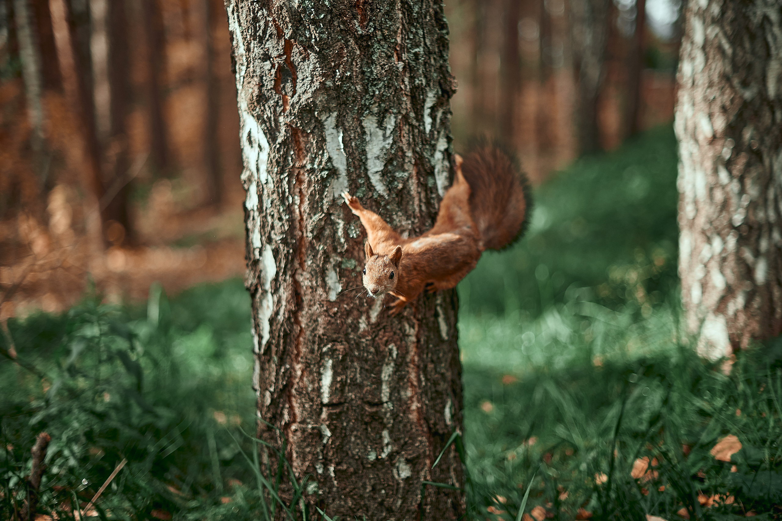Портфолио репортажной фотосъёмки: День туризма. Фотограф Яковлев Роман — Красноярск